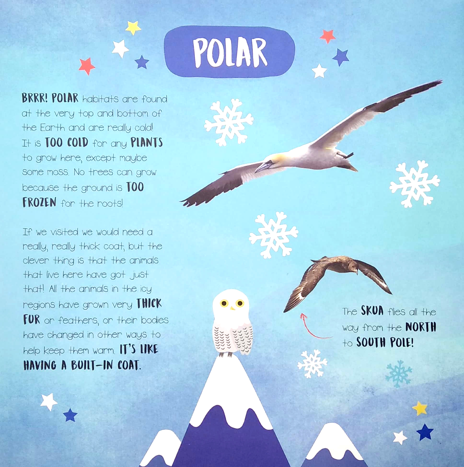 little wonders - habitats - multi-flap