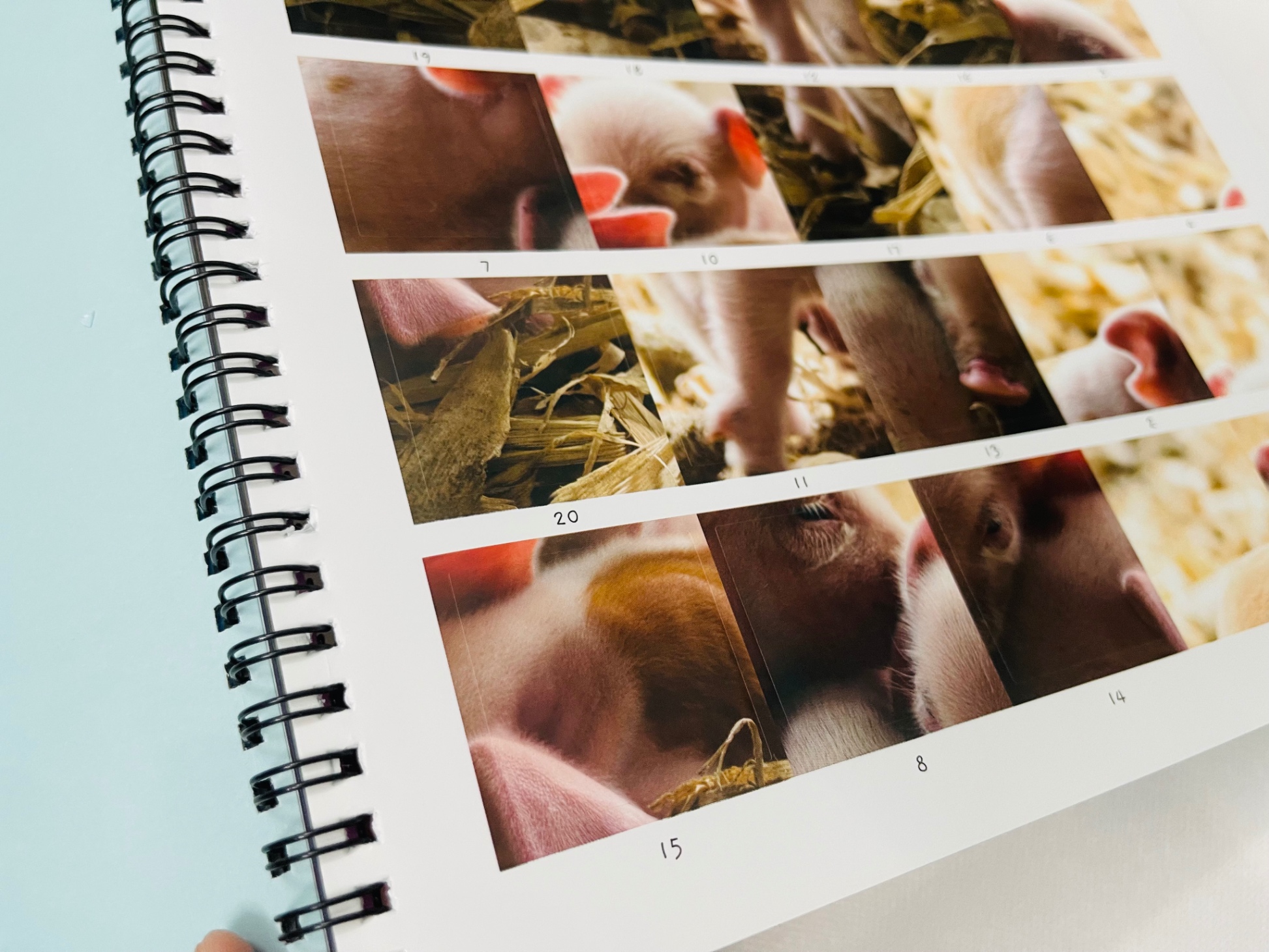 little wonders sticker by number - baby animals