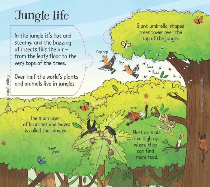 look inside the jungle