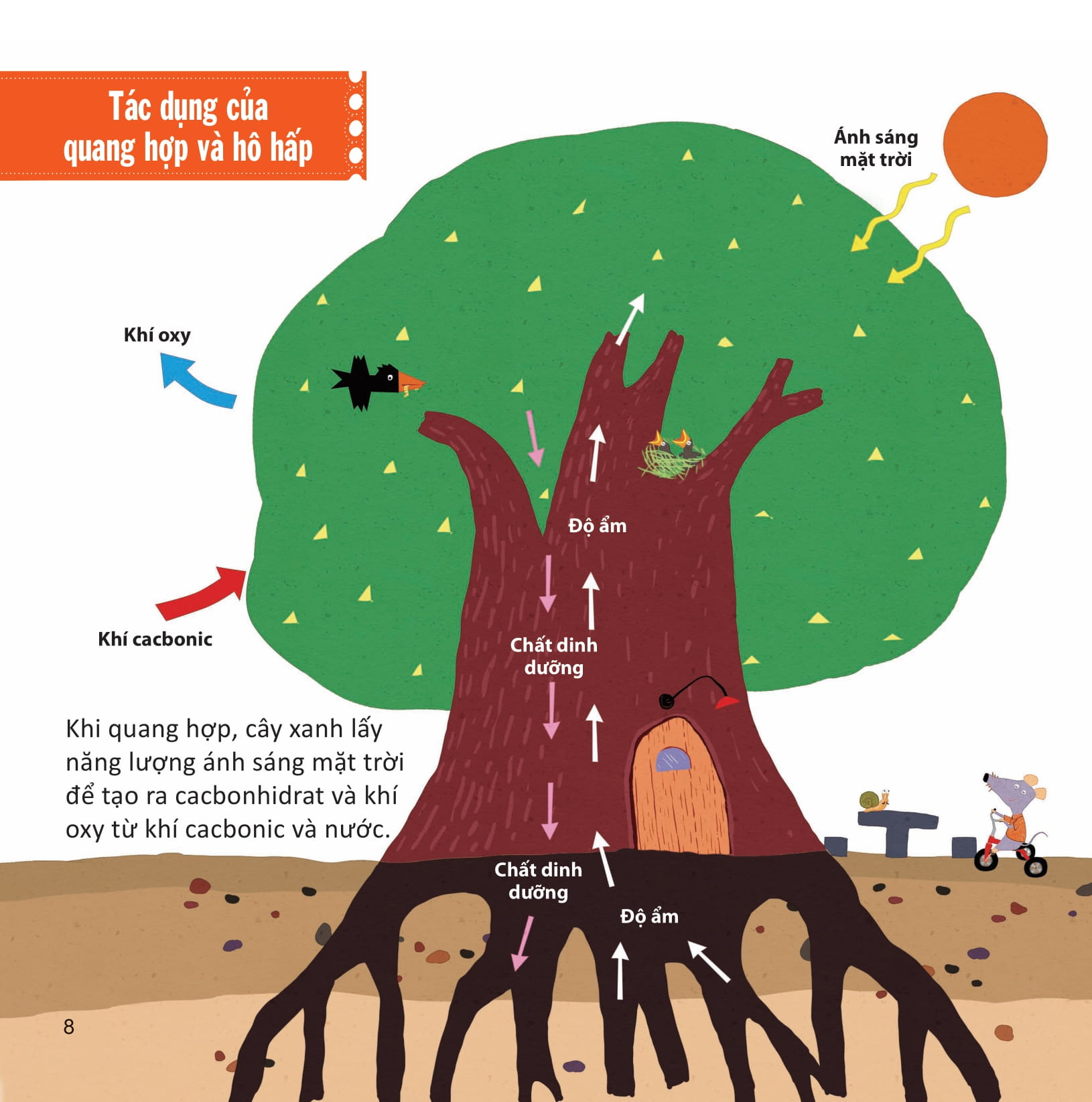 lớp khoa học vỡ lòng - tìm hiểu thực vật