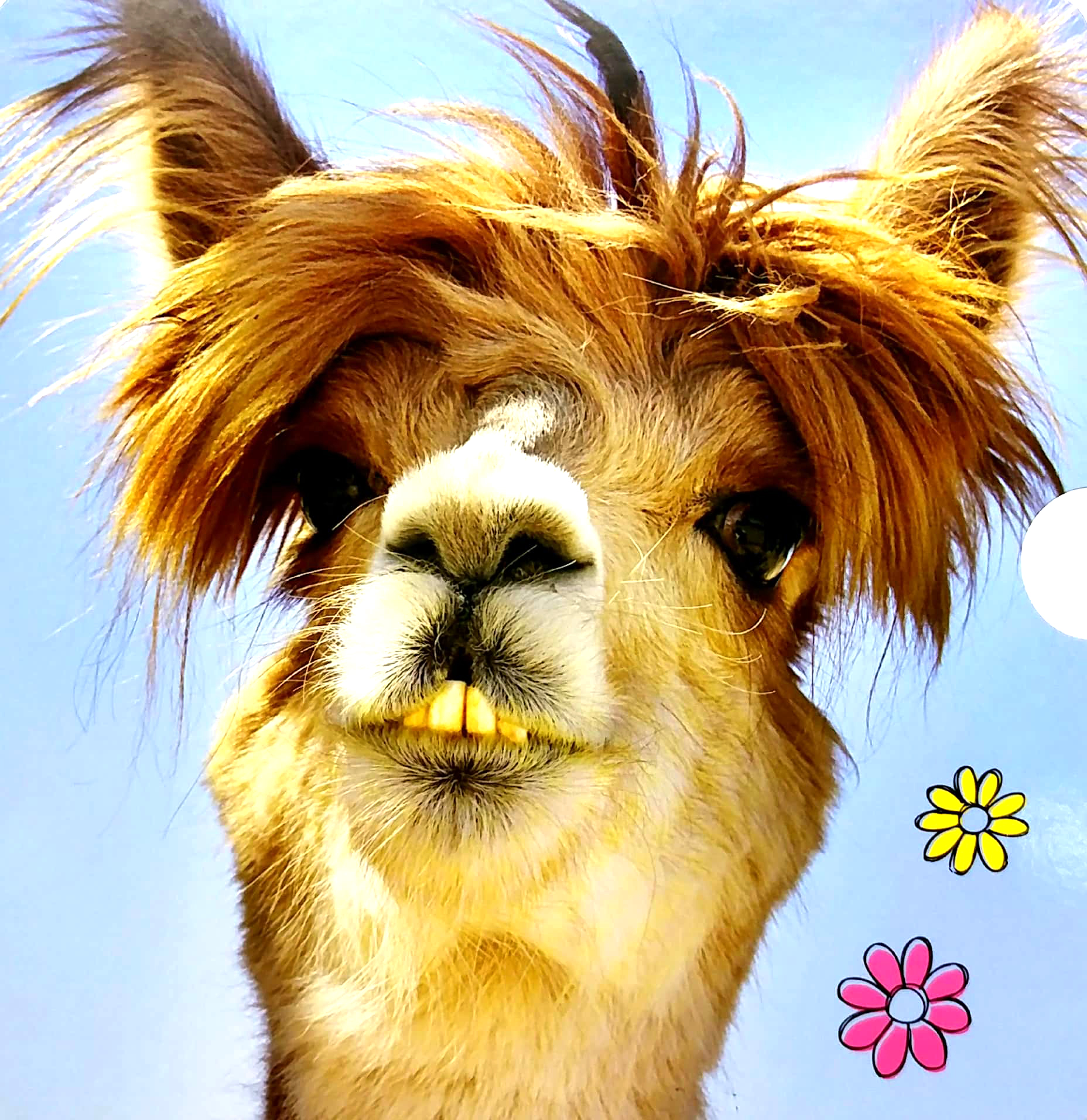 lovey dovey - my best friend is