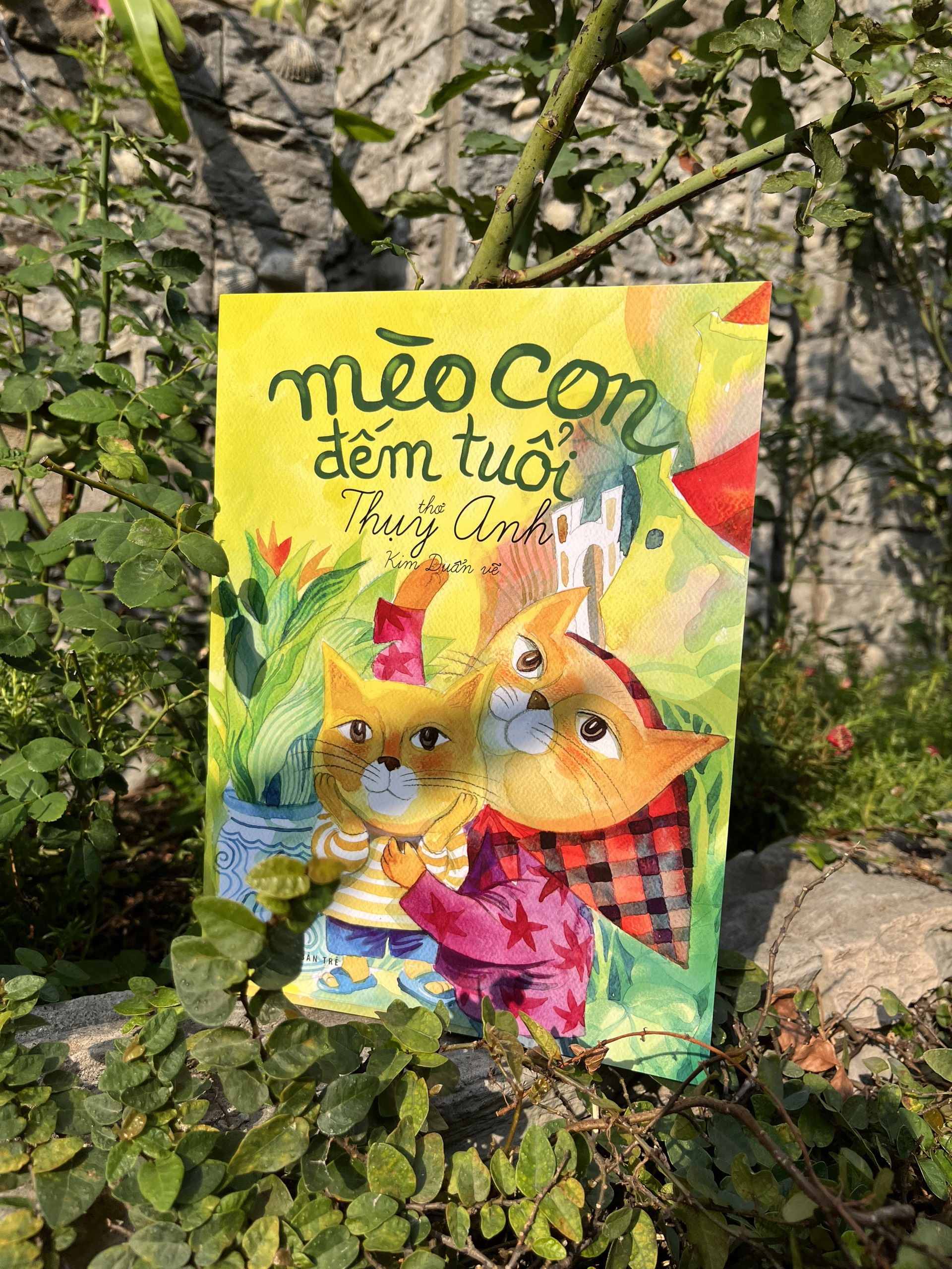 mèo con đếm tuổi