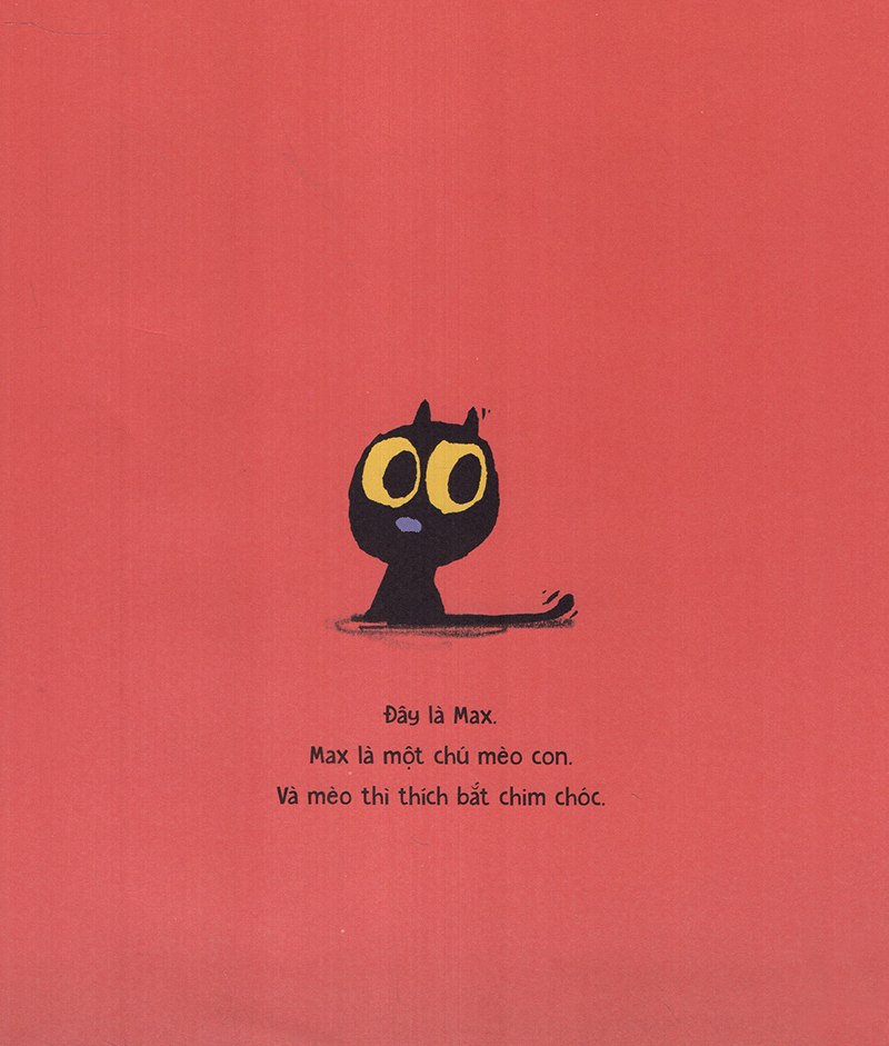 mèo max và chim