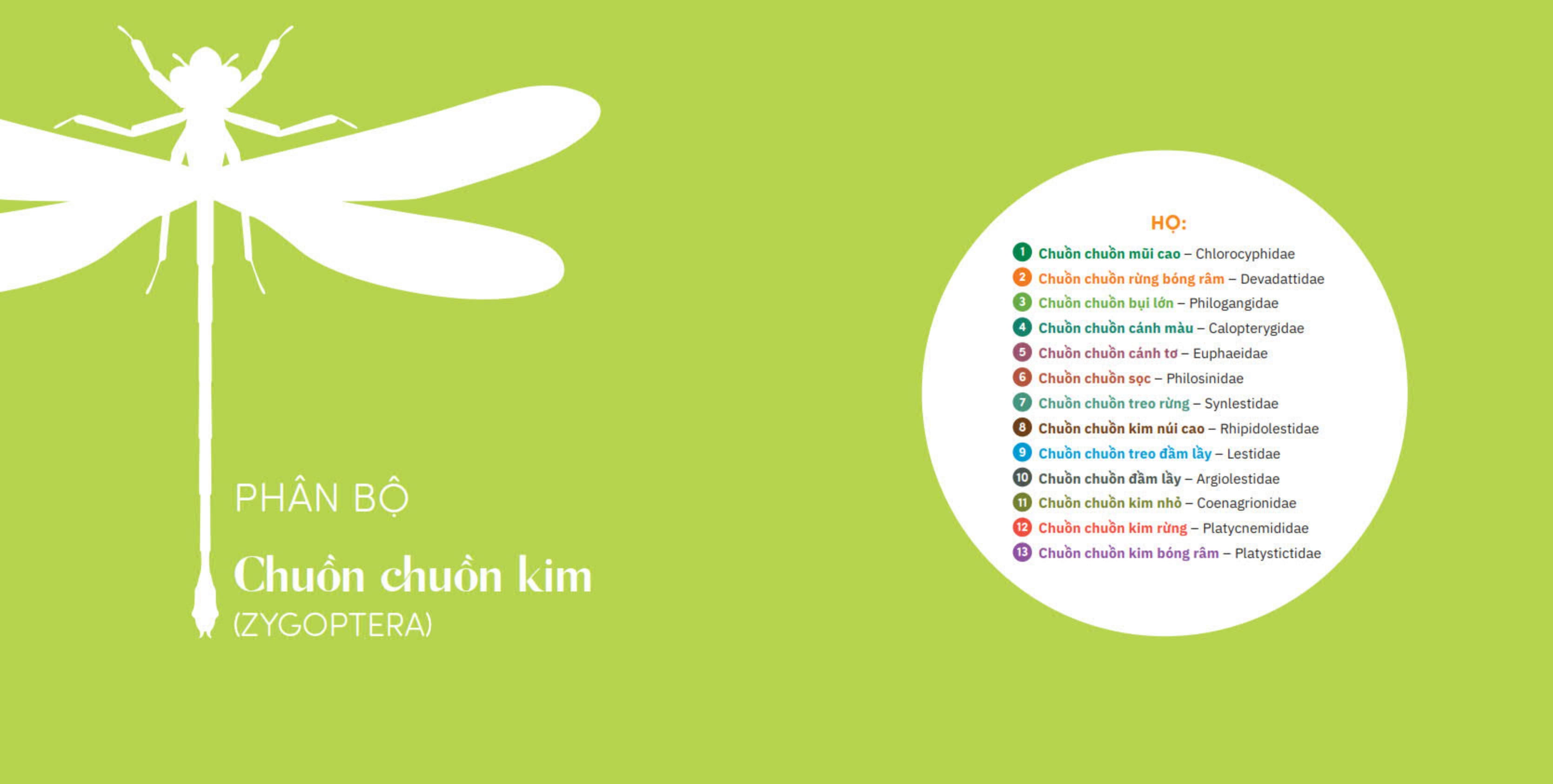 muôn sắc cánh chuồn - 150+ loài chuồn chuồn việt nam