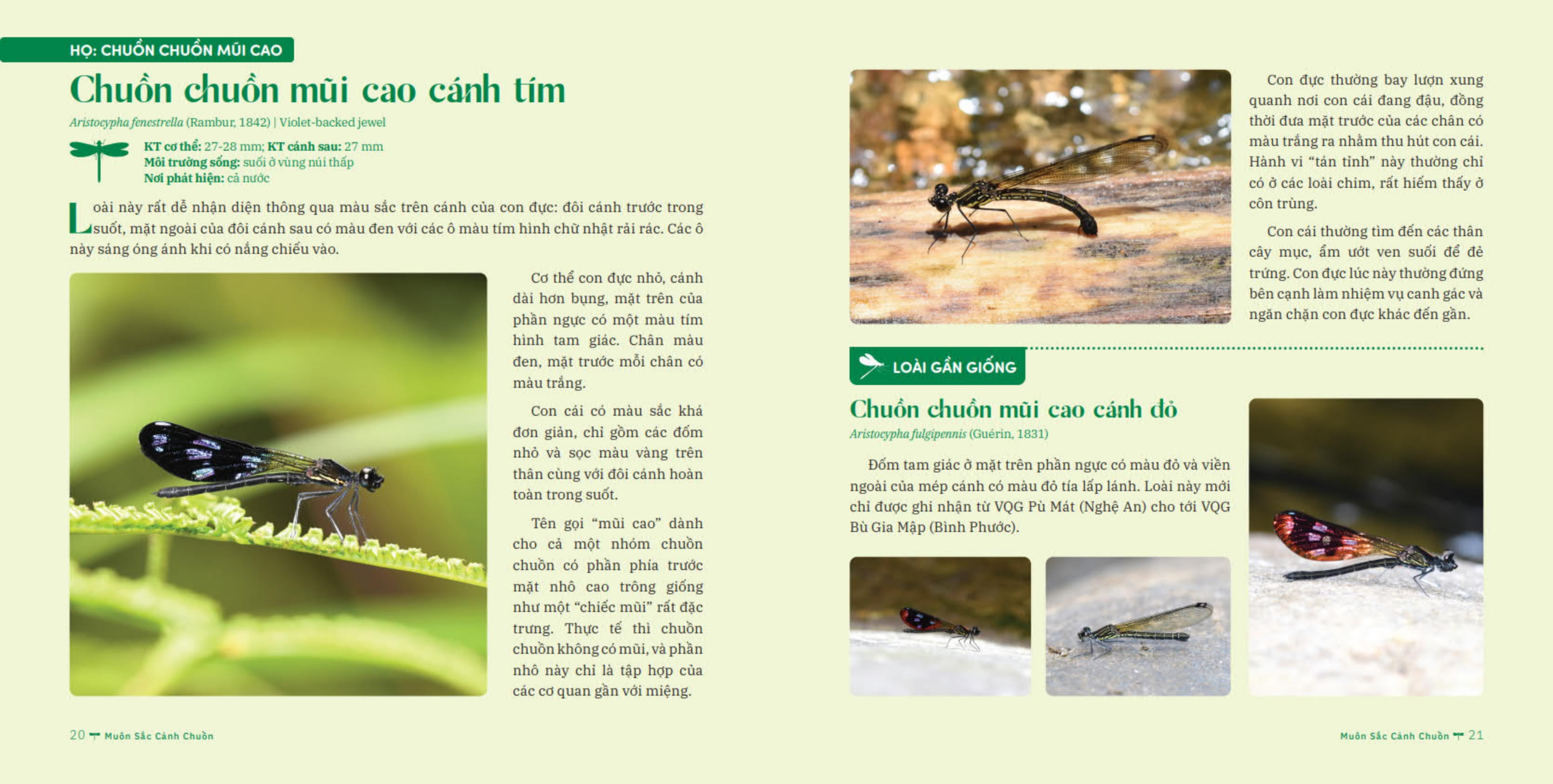 muôn sắc cánh chuồn - 150+ loài chuồn chuồn việt nam