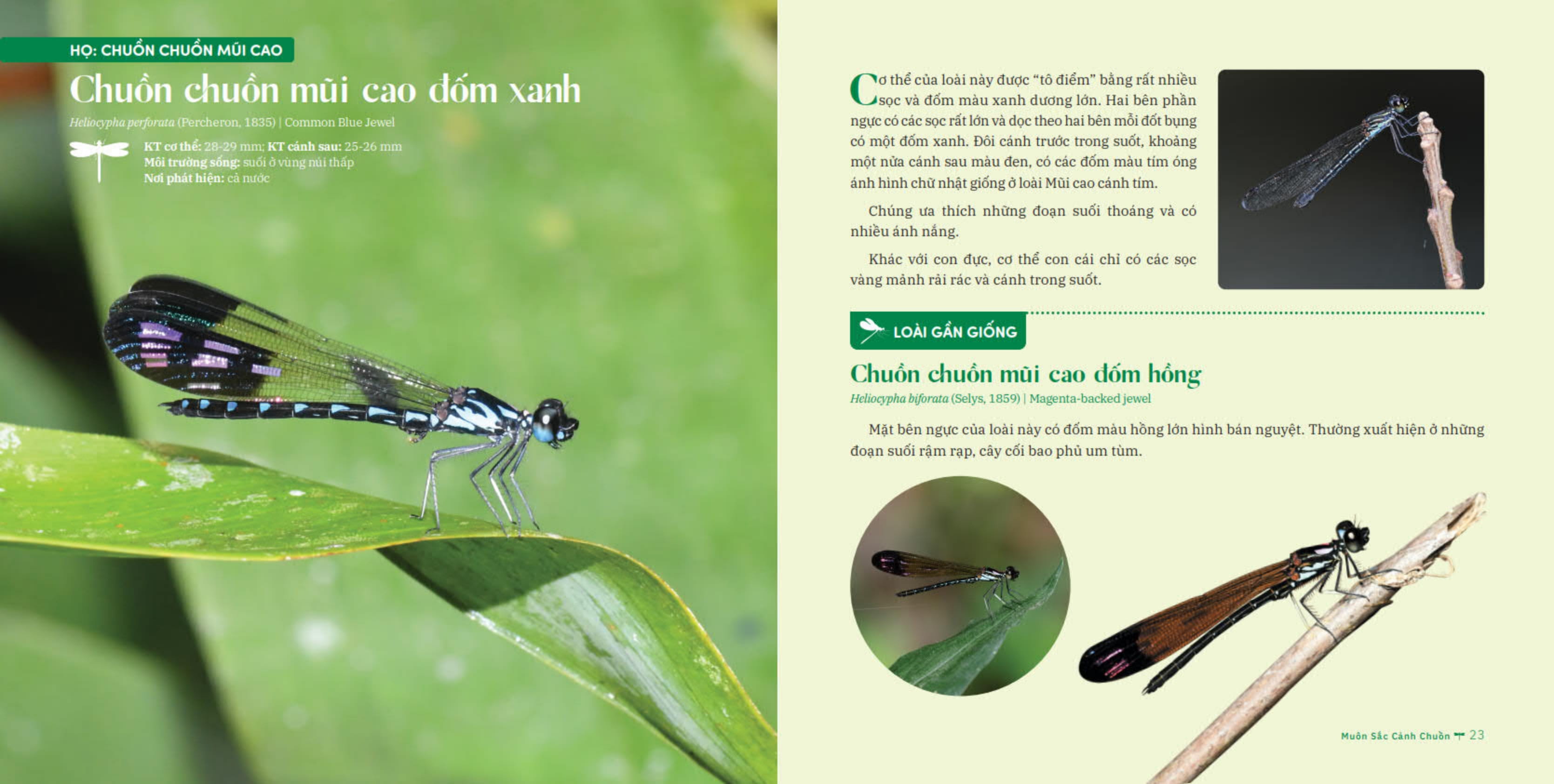 muôn sắc cánh chuồn - 150+ loài chuồn chuồn việt nam