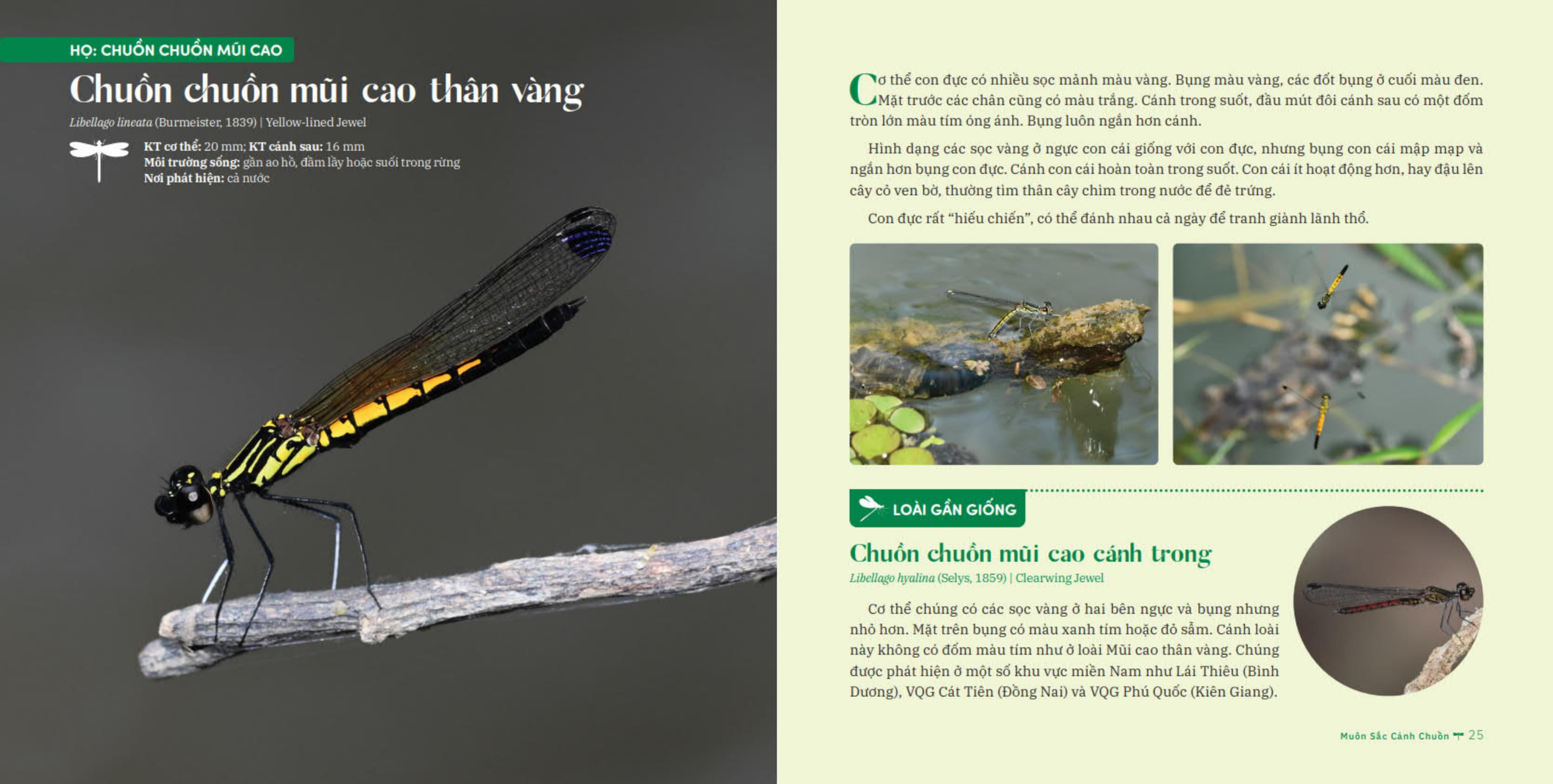 muôn sắc cánh chuồn - 150+ loài chuồn chuồn việt nam