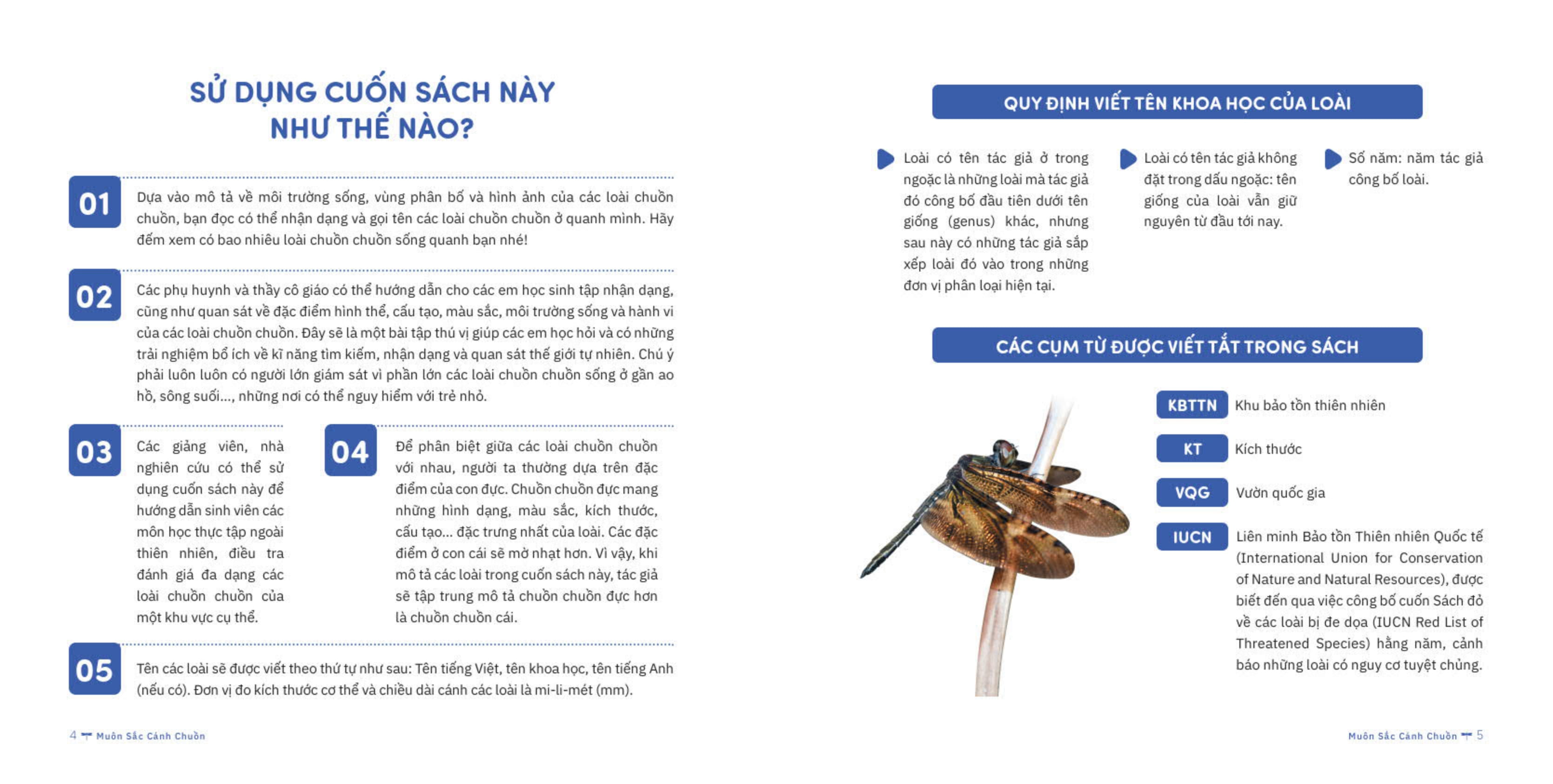 muôn sắc cánh chuồn - 150+ loài chuồn chuồn việt nam