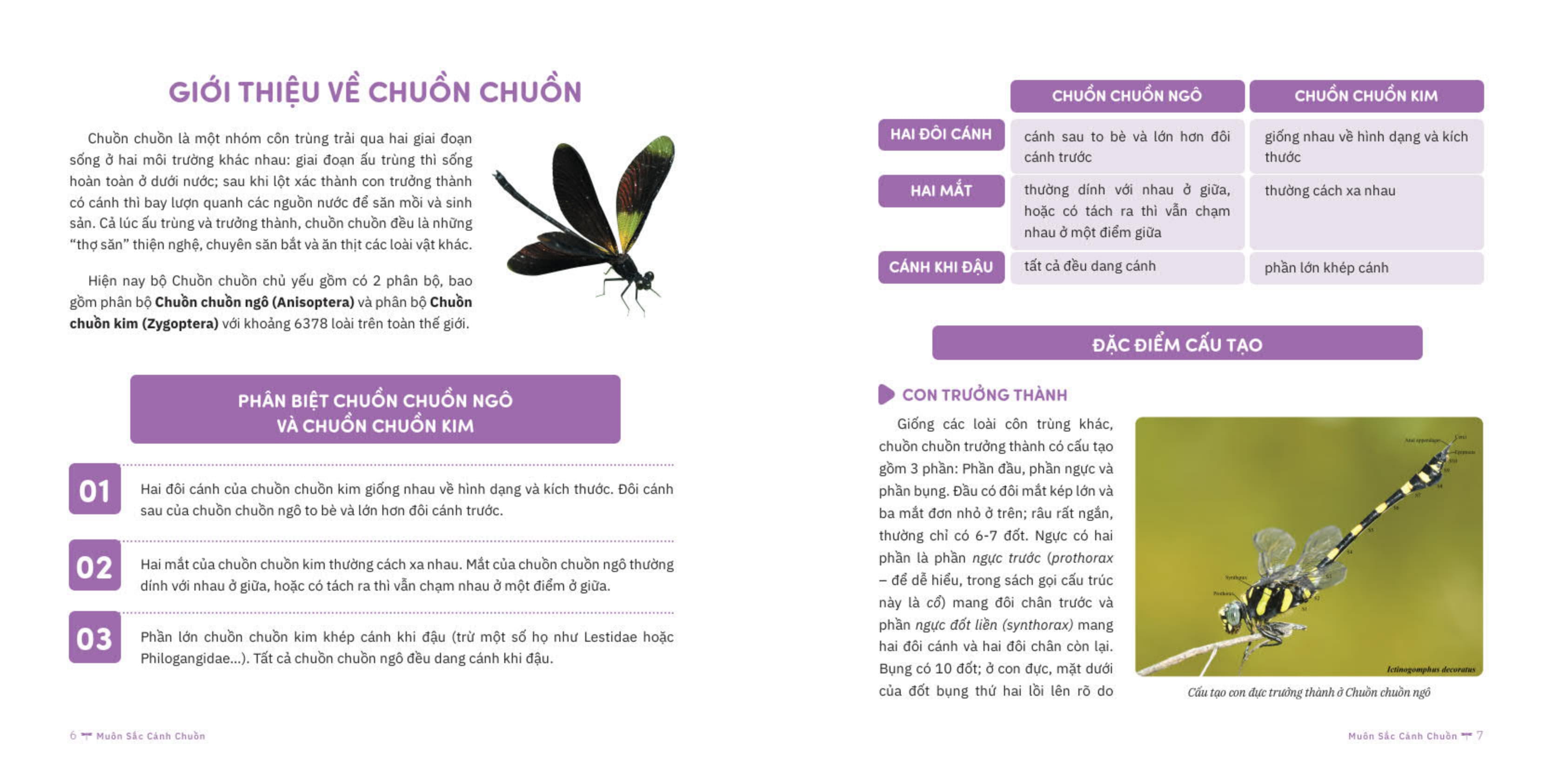 muôn sắc cánh chuồn - 150+ loài chuồn chuồn việt nam