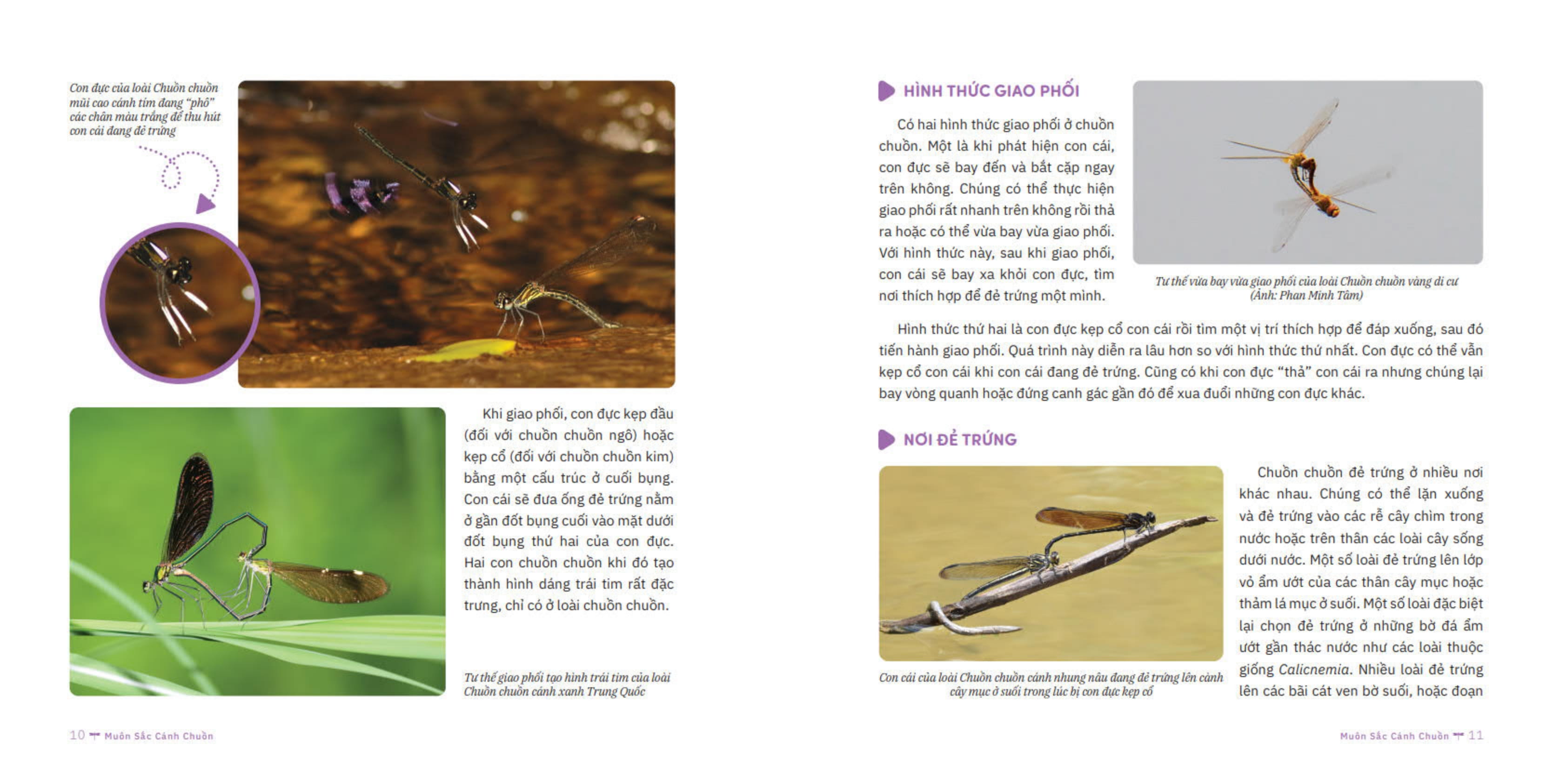 muôn sắc cánh chuồn - 150+ loài chuồn chuồn việt nam