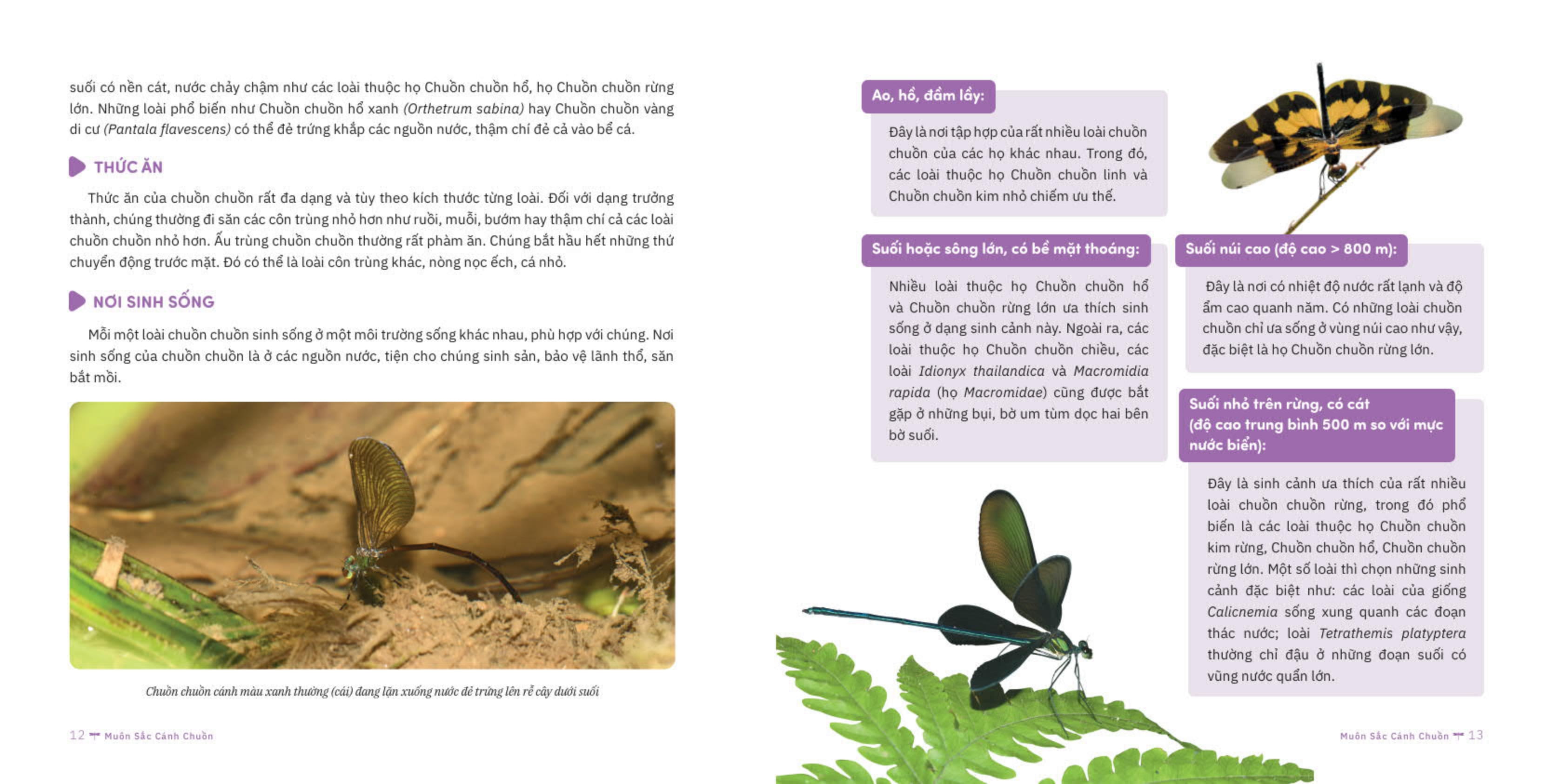 muôn sắc cánh chuồn - 150+ loài chuồn chuồn việt nam