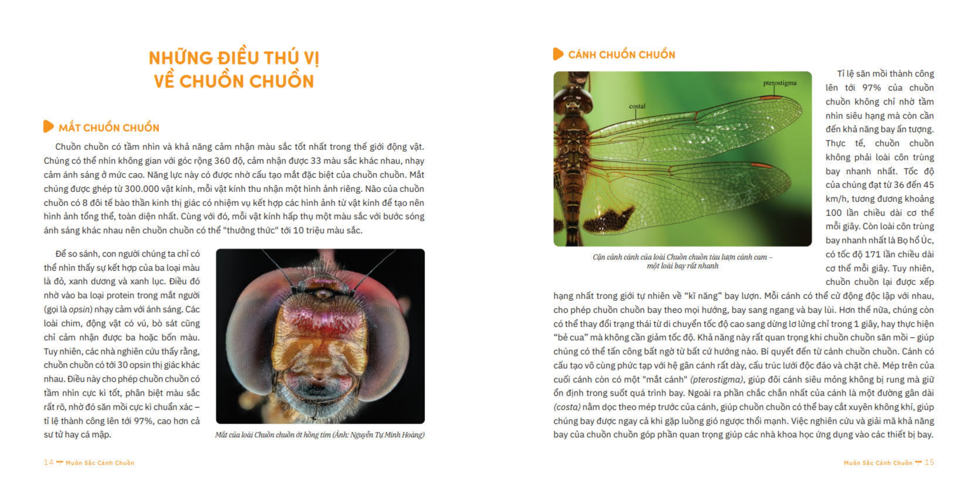 muôn sắc cánh chuồn - 150+ loài chuồn chuồn việt nam
