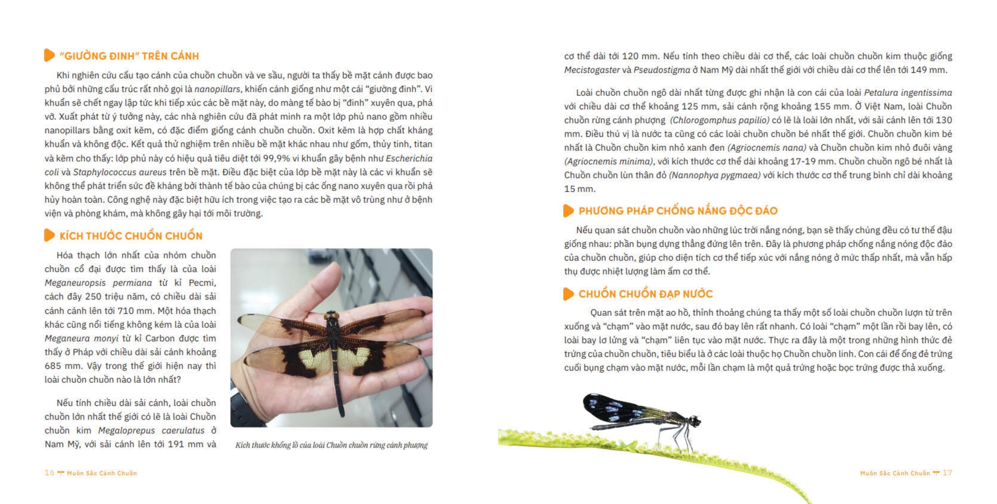 muôn sắc cánh chuồn - 150+ loài chuồn chuồn việt nam