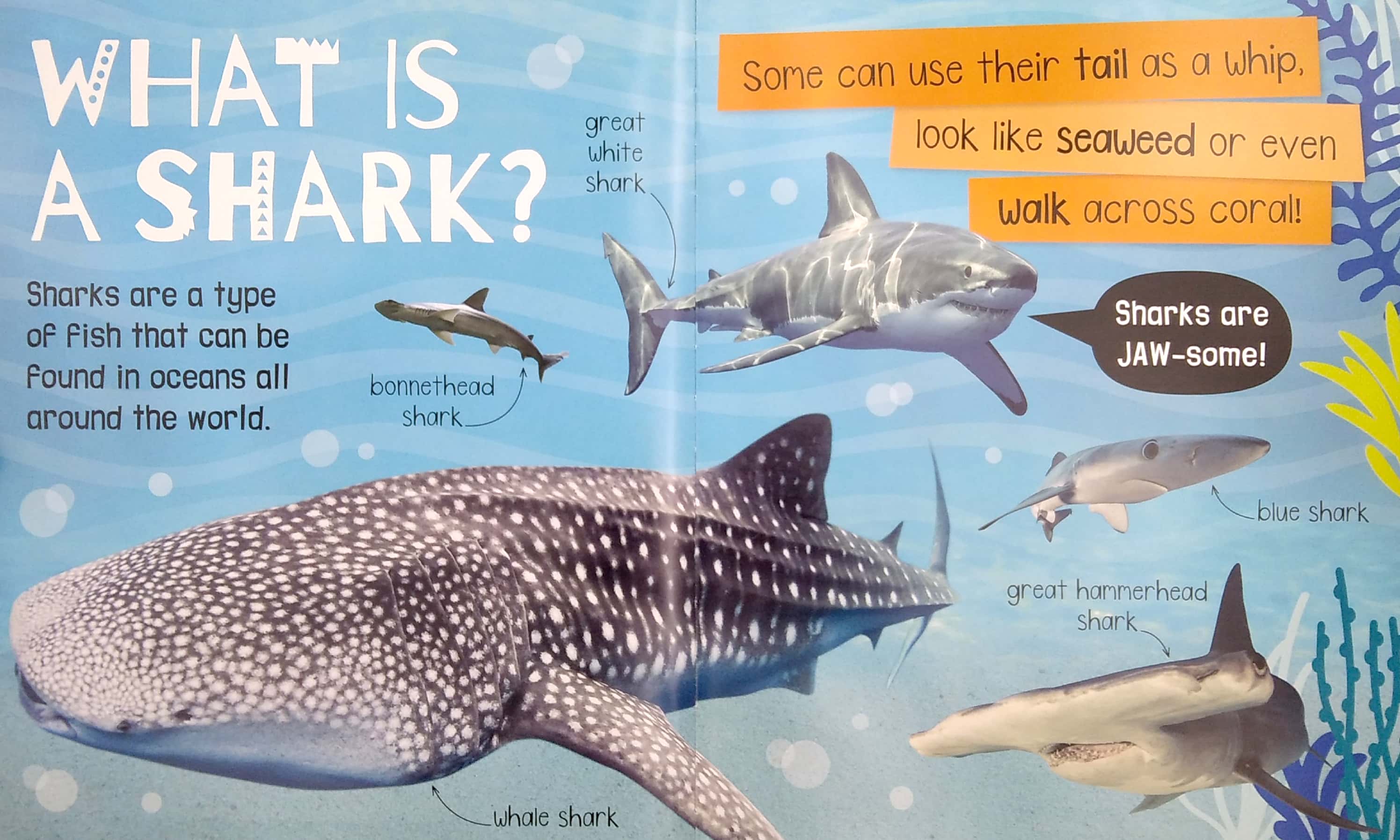 my awesome sharks book