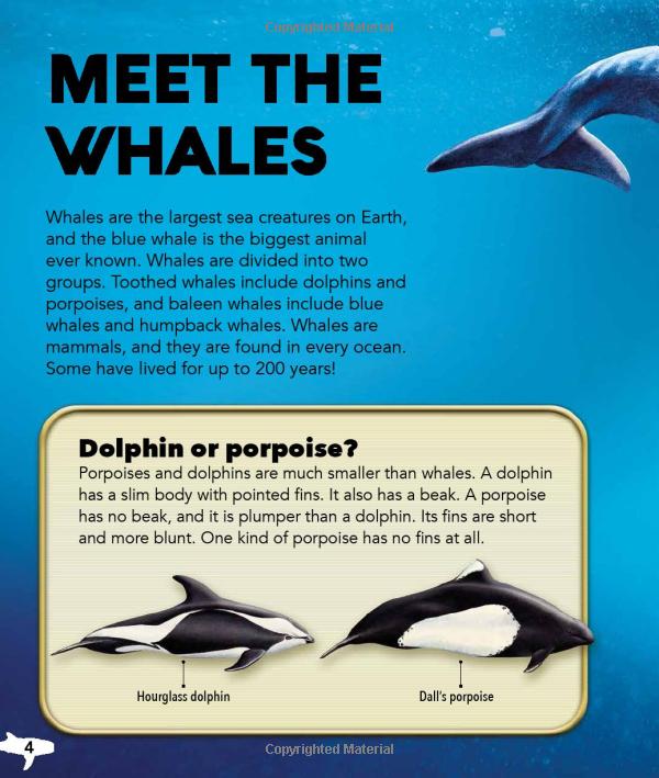my best book of whales and dolphins