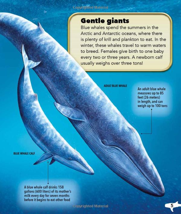 my best book of whales and dolphins