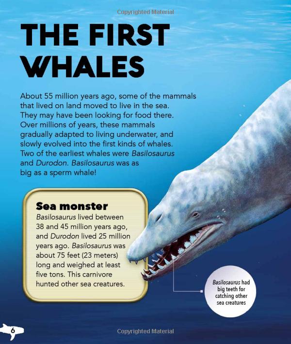 my best book of whales and dolphins