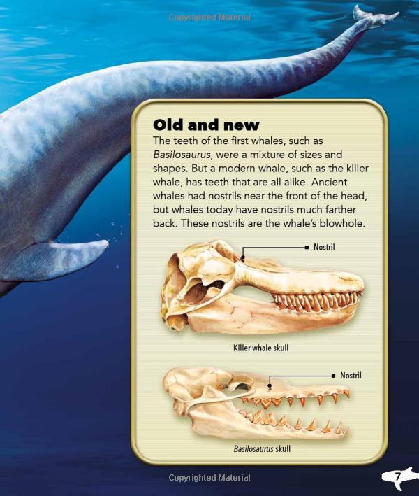 my best book of whales and dolphins