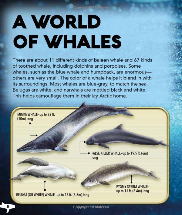 my best book of whales and dolphins