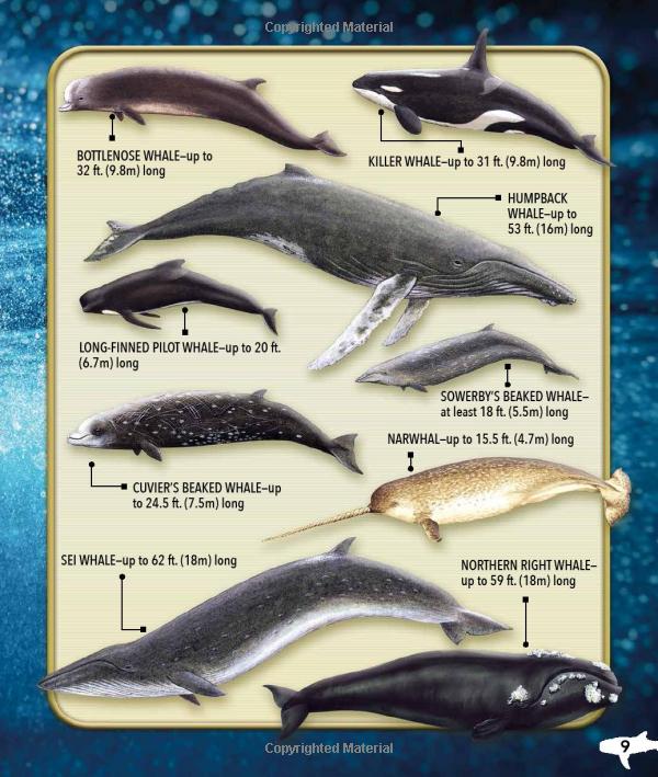 my best book of whales and dolphins