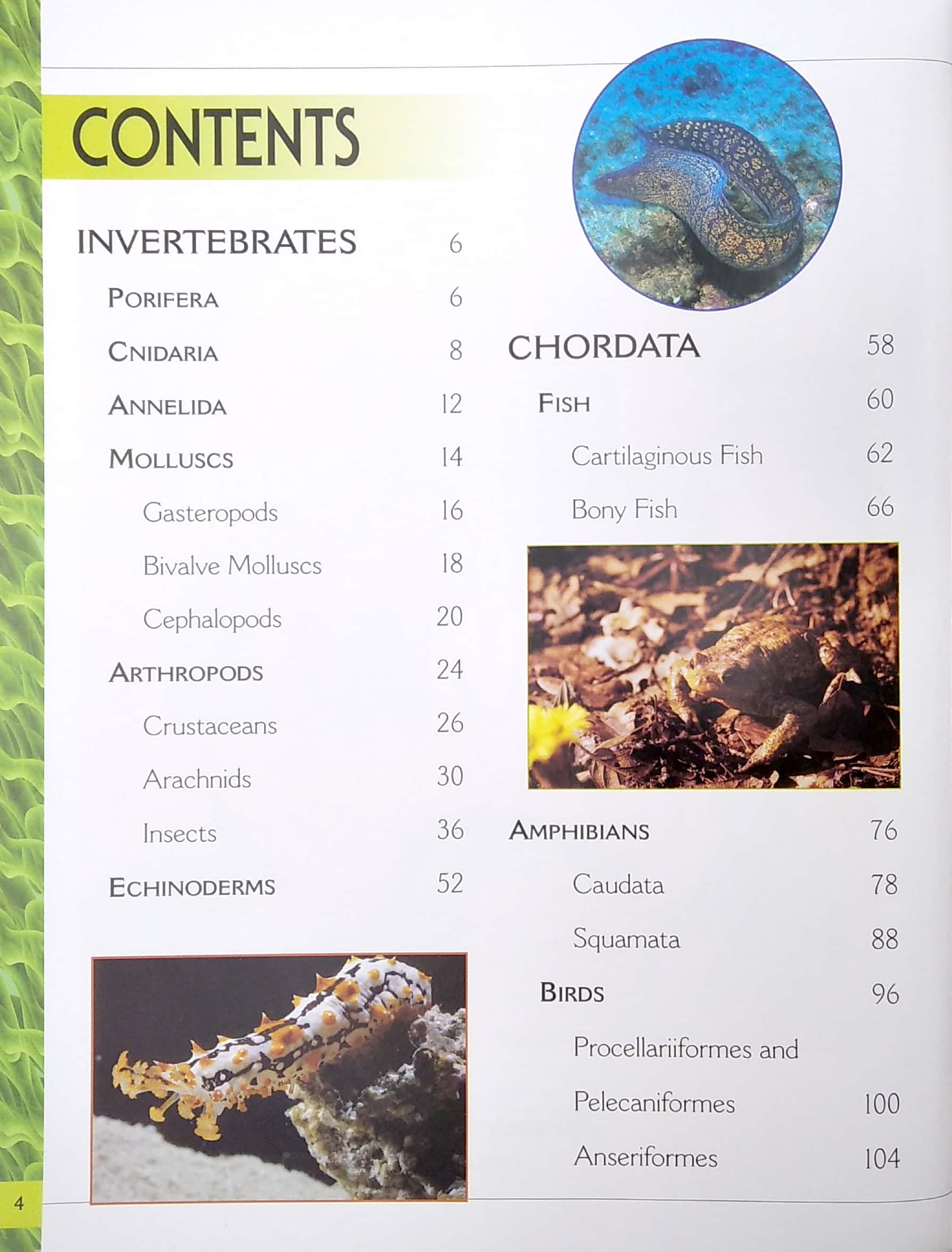 my big book of animals