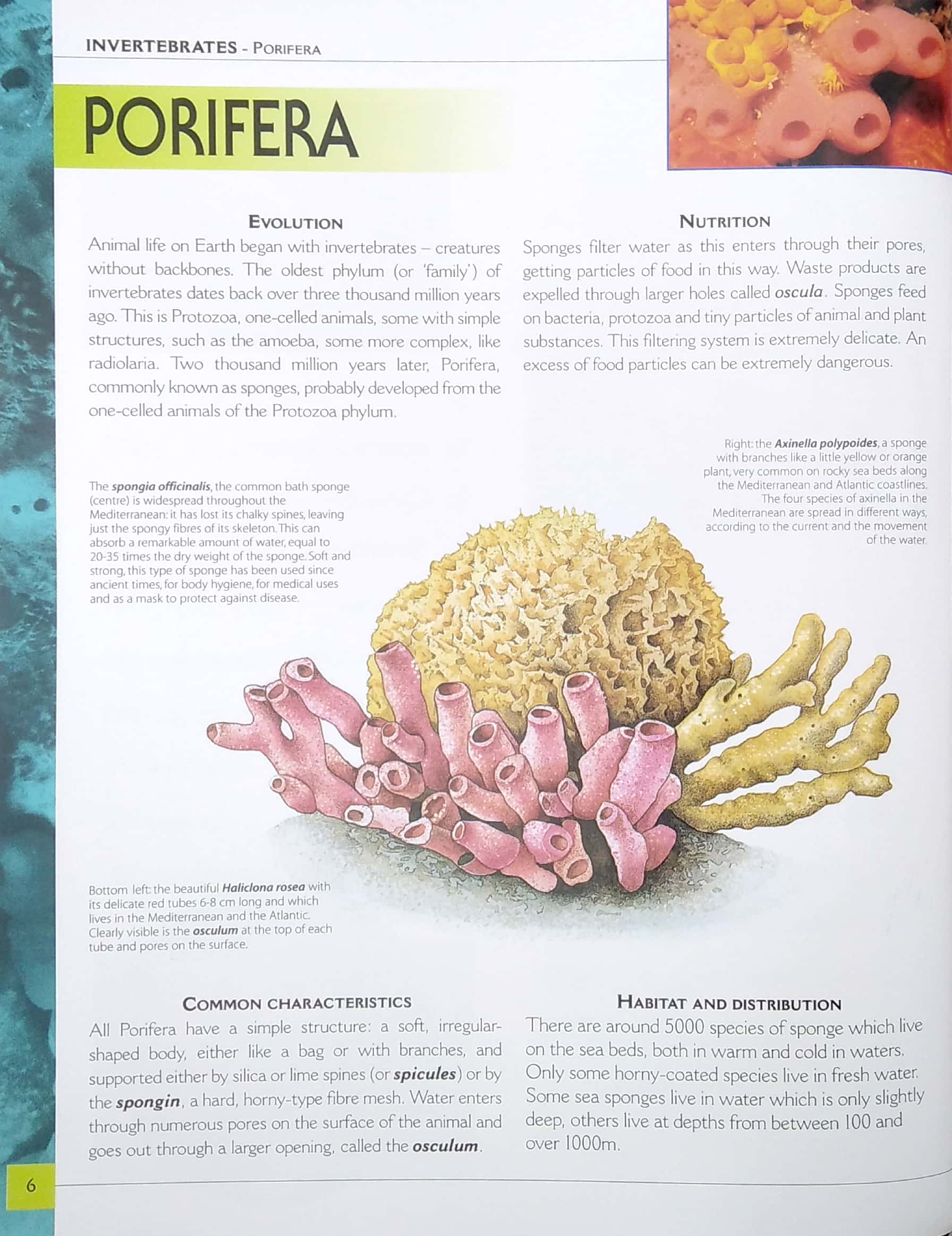 my big book of animals