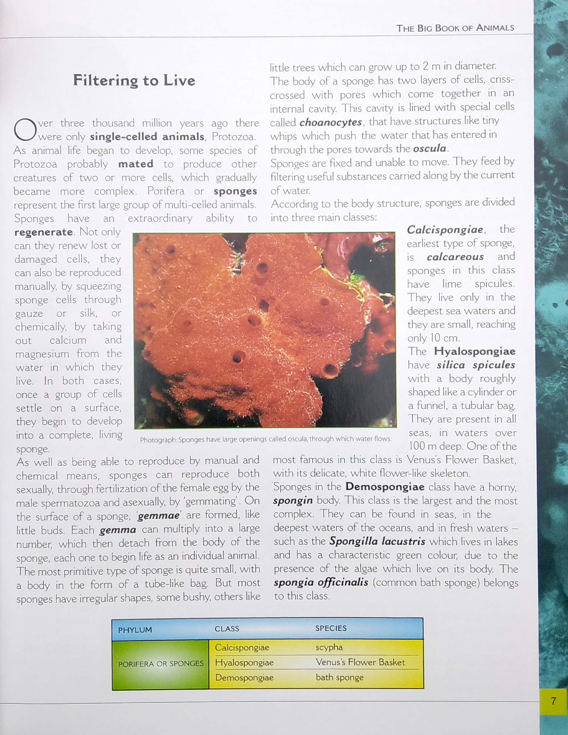 my big book of animals