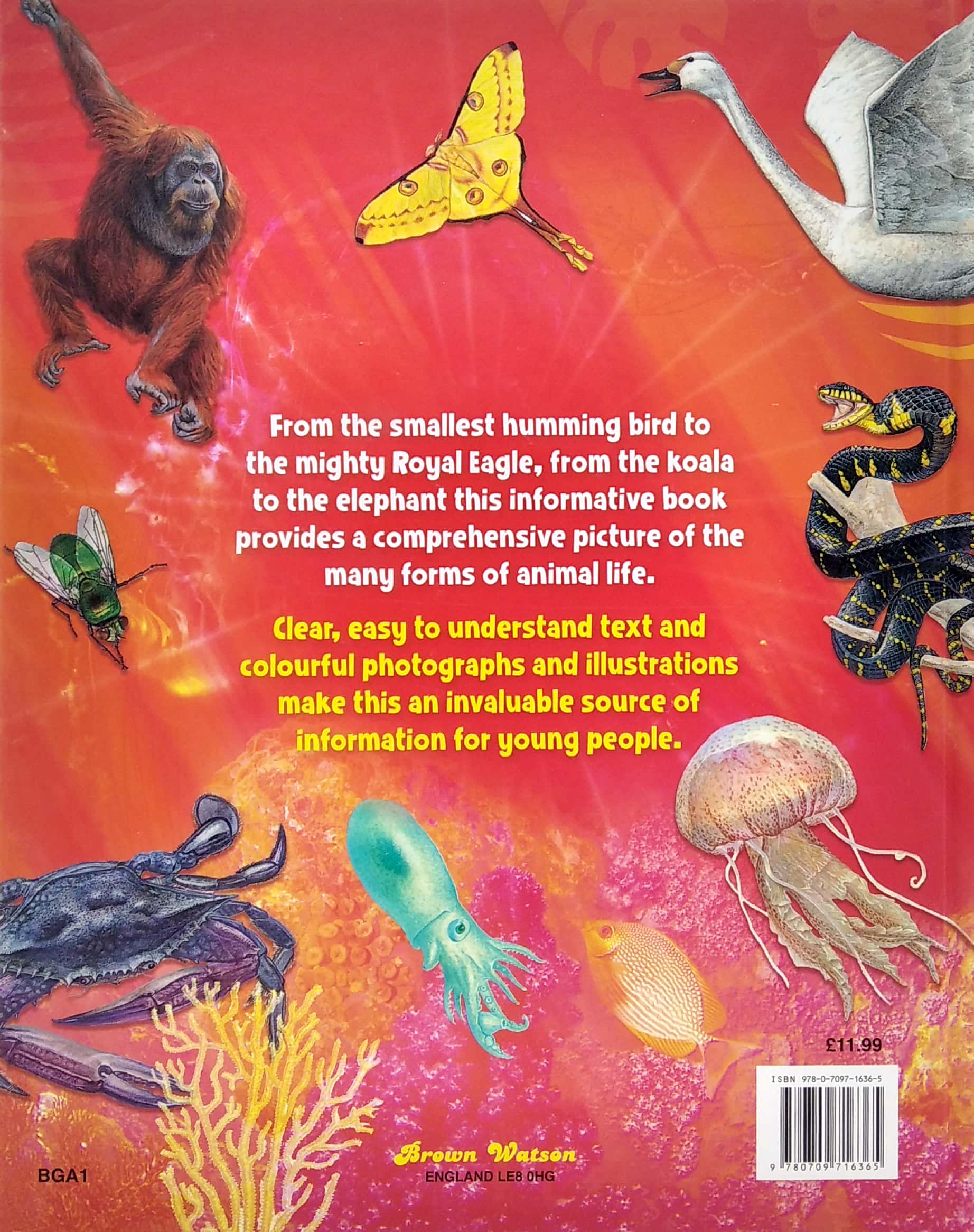 my big book of animals