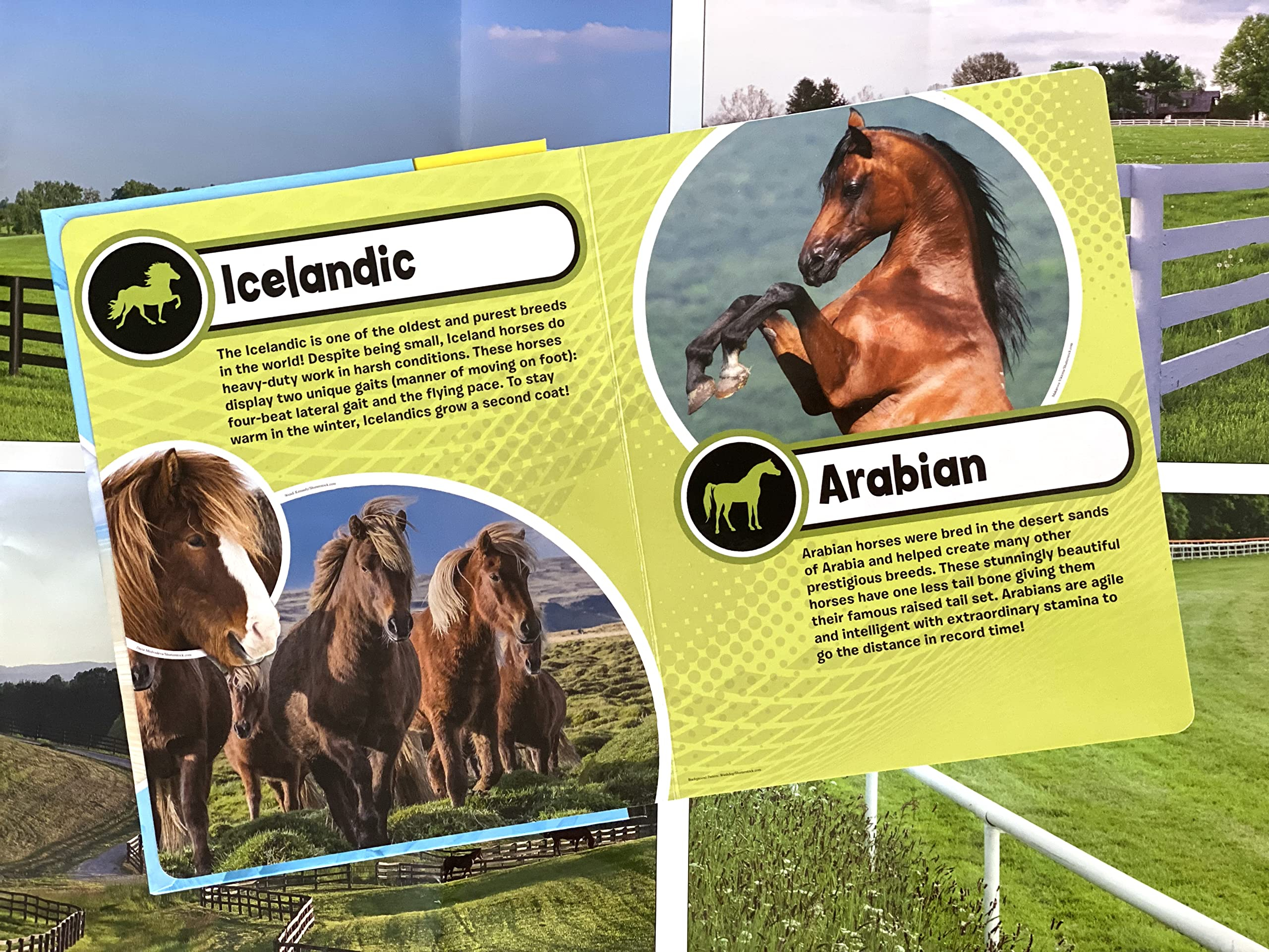 my busy books: world of horses