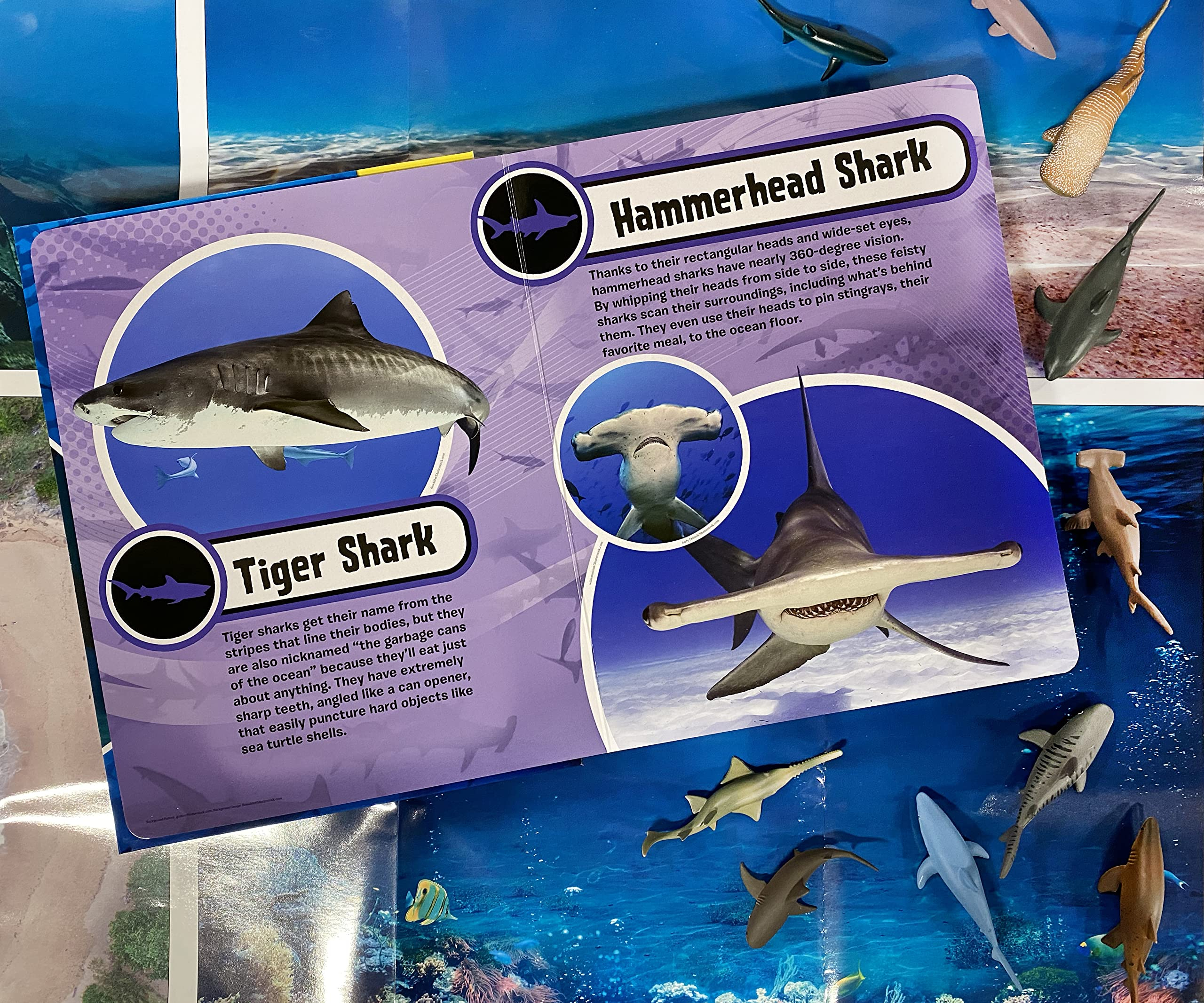 my busy books: world of sharks