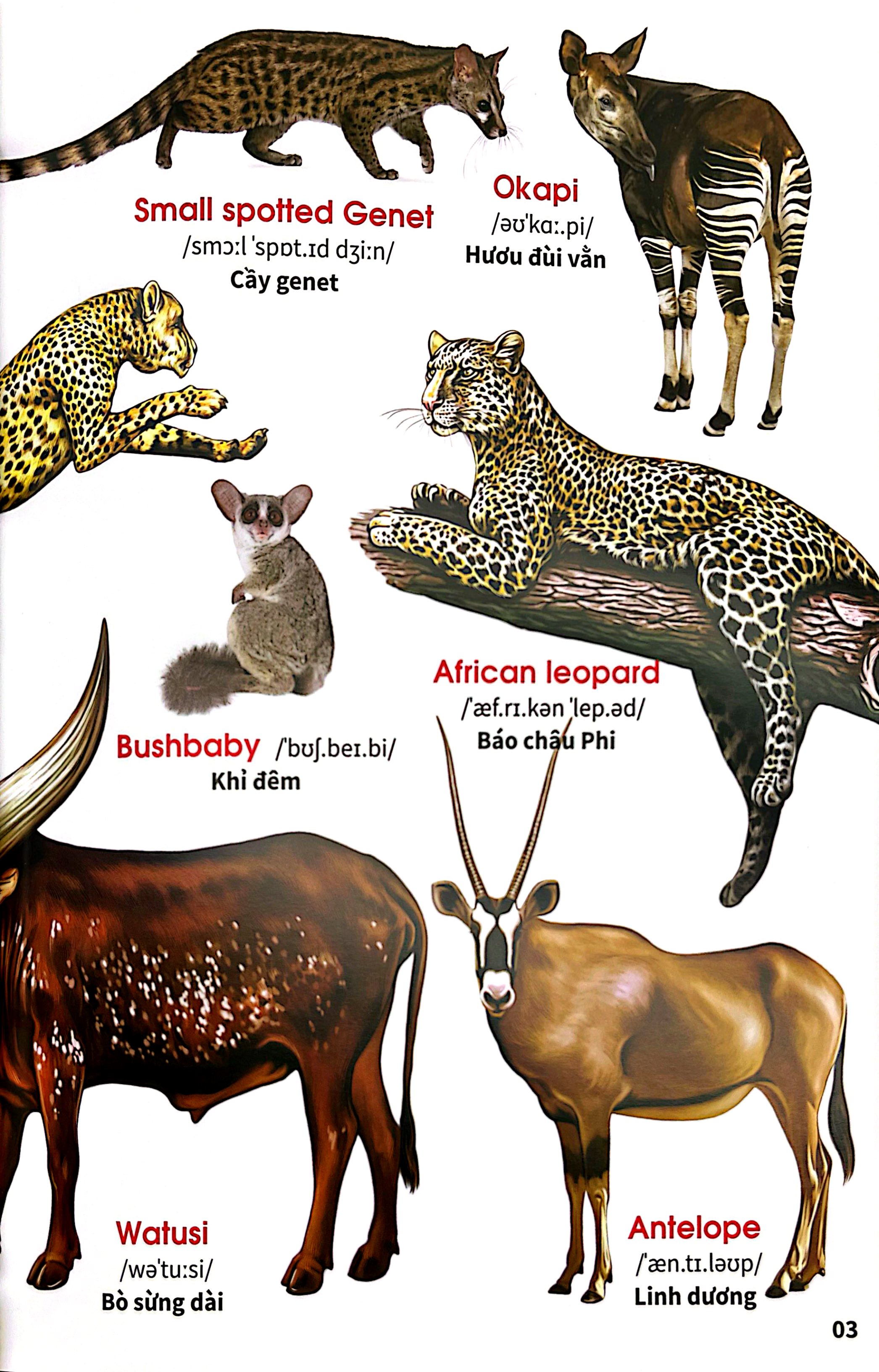 My First Book Of Animals - Thế Giới Động Vật