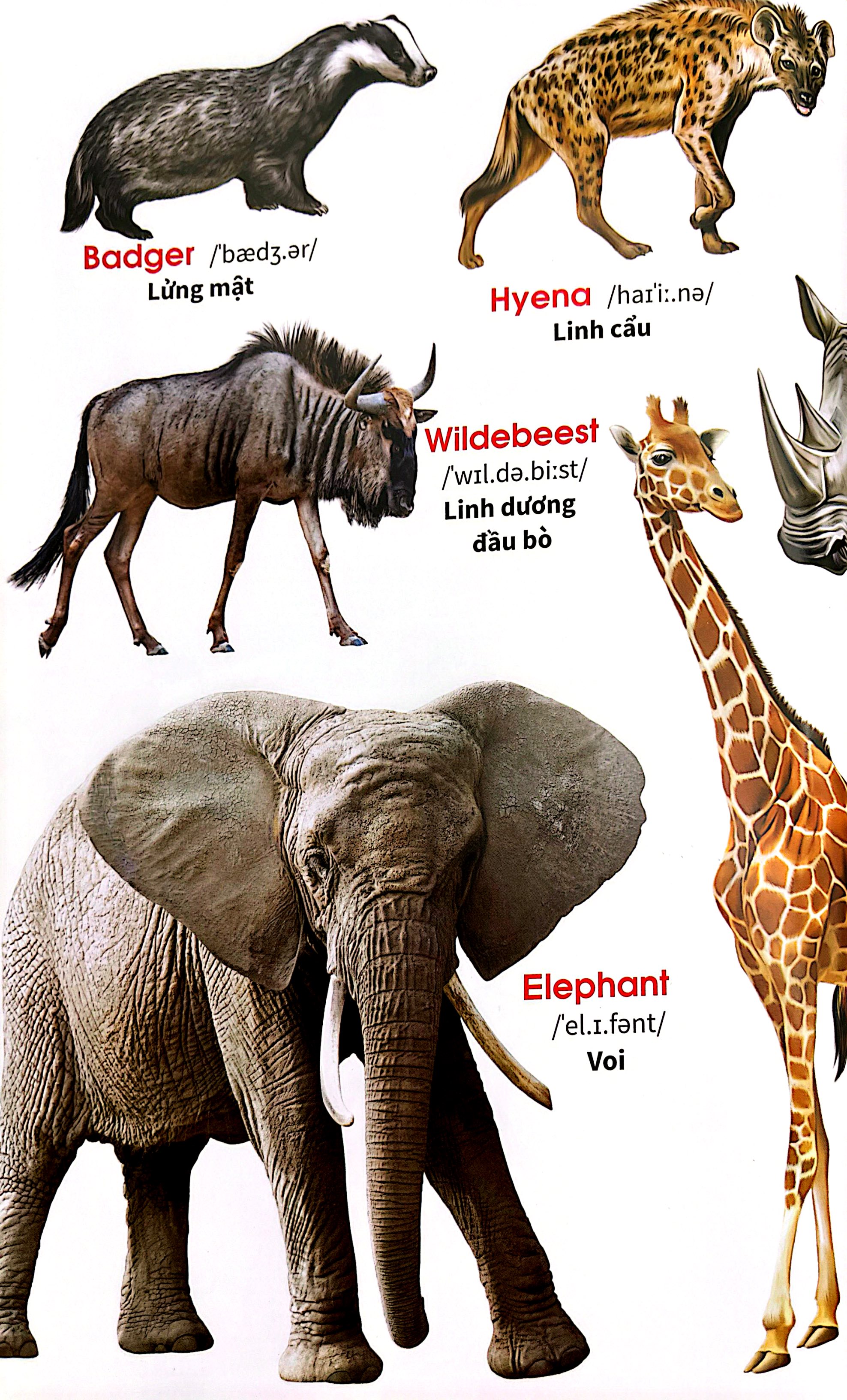 My First Book Of Animals - Thế Giới Động Vật