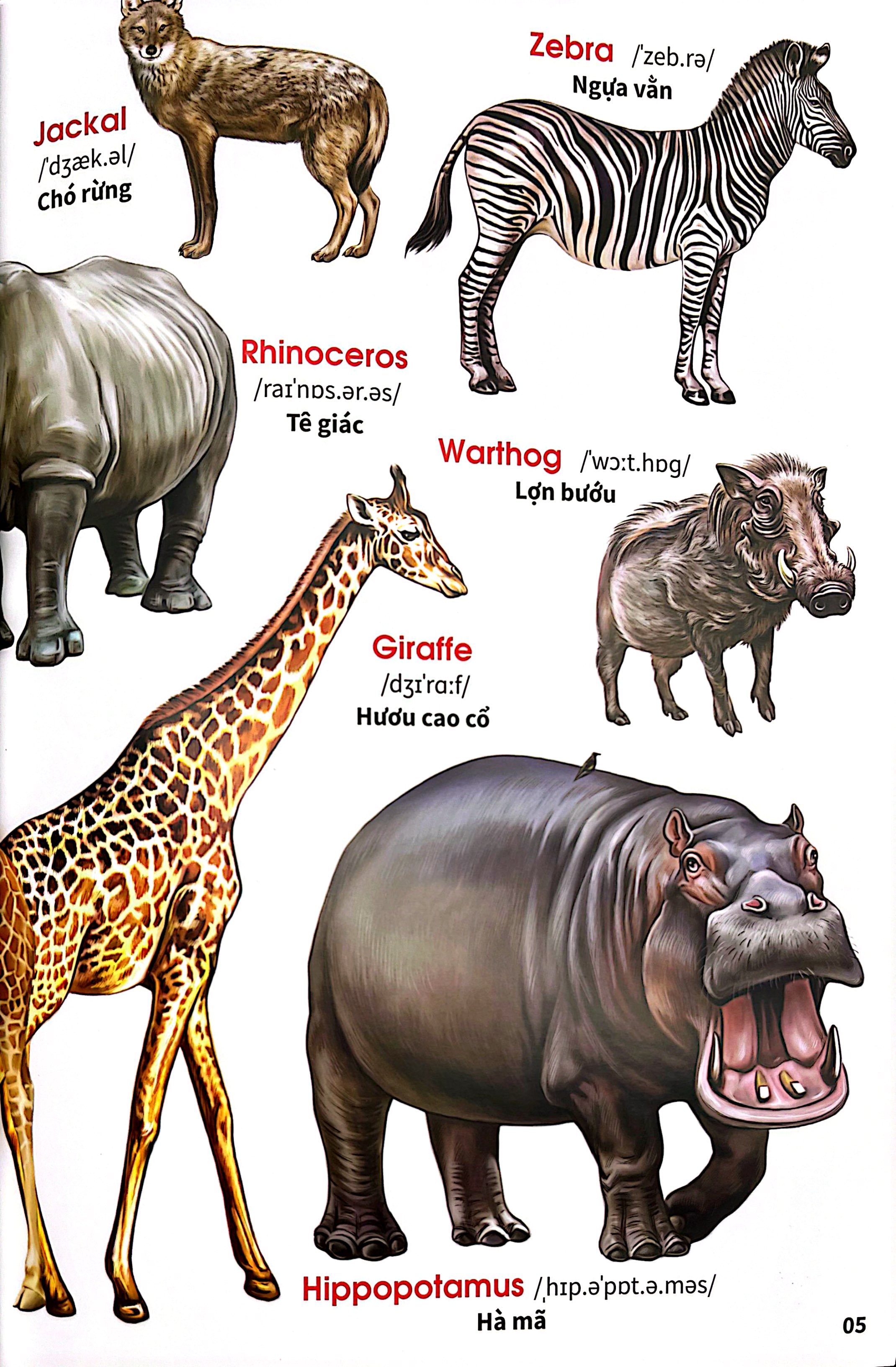 My First Book Of Animals - Thế Giới Động Vật