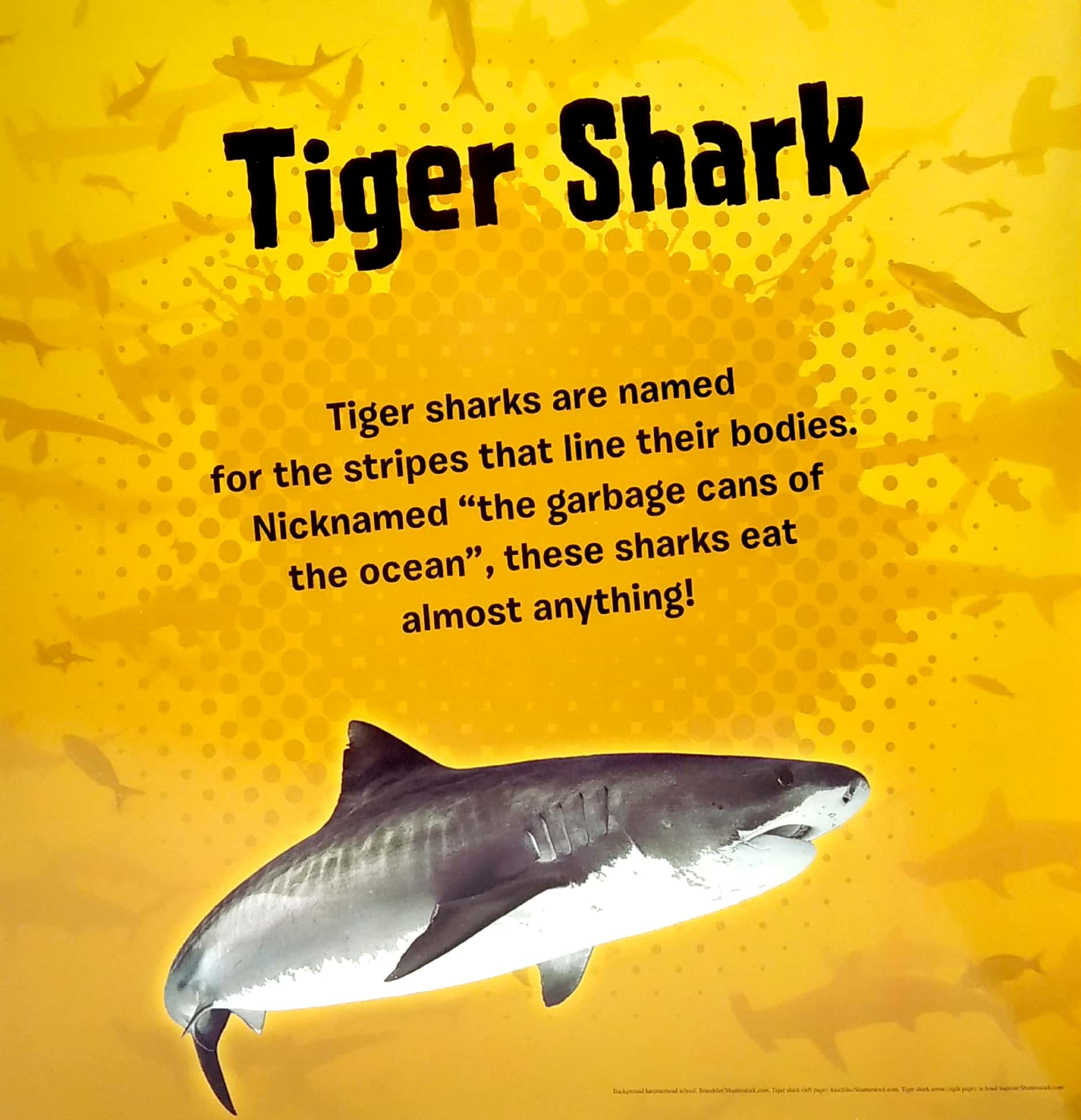 my first puzzle book: sharks