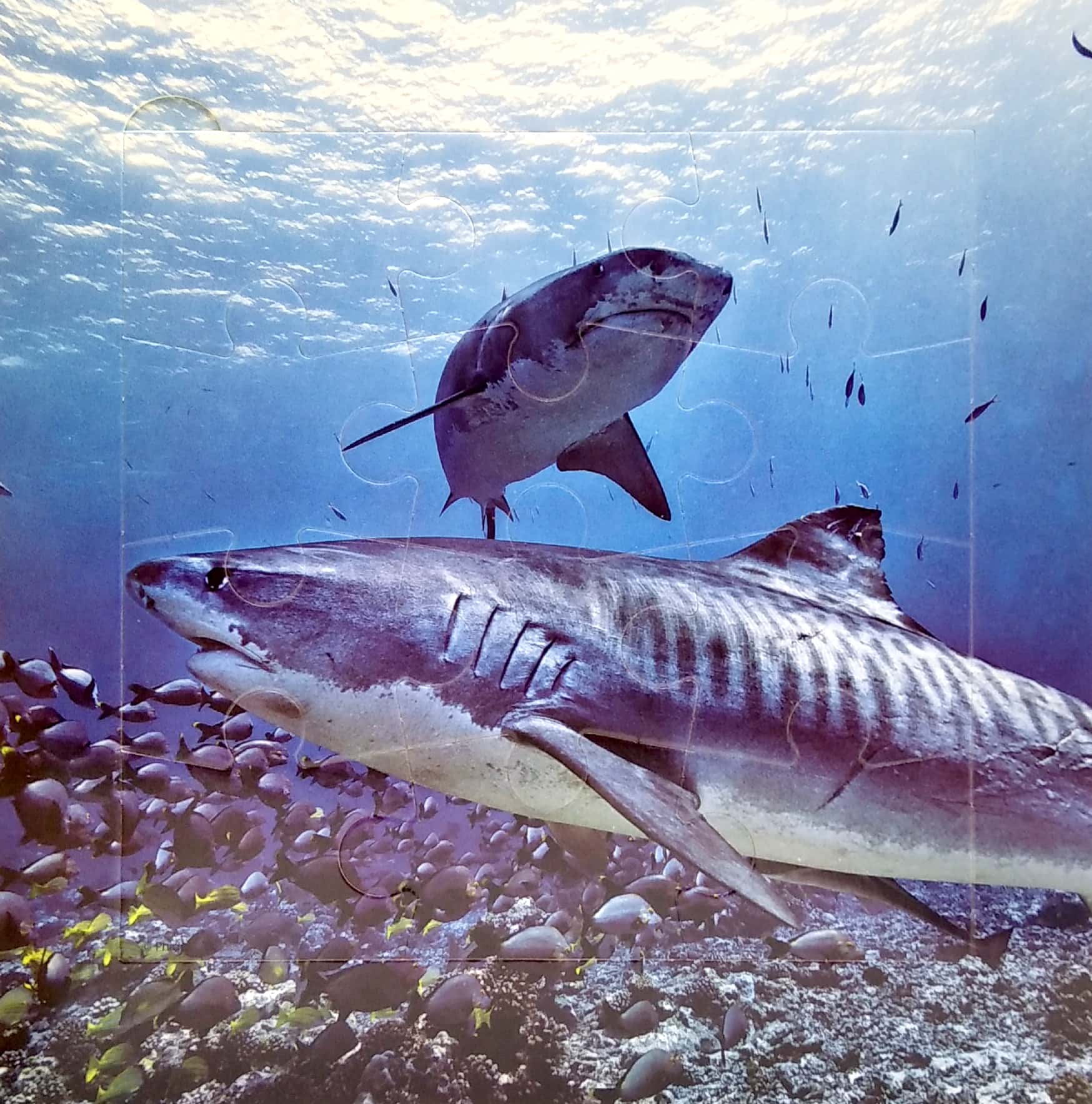 my first puzzle book: sharks