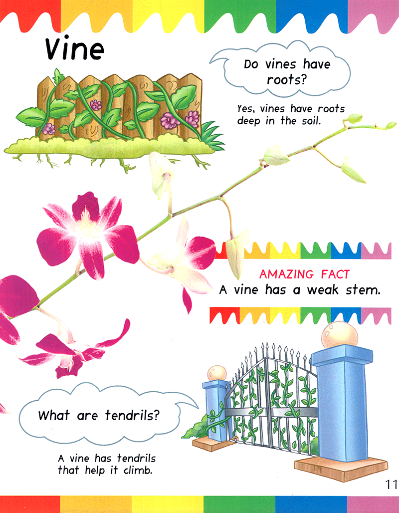 my first questions & answers - plants