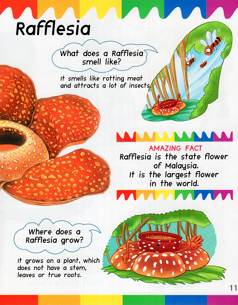 my first questions & answers - rainforest