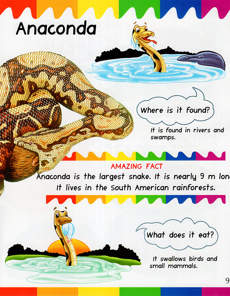 my first questions & answers - rainforest