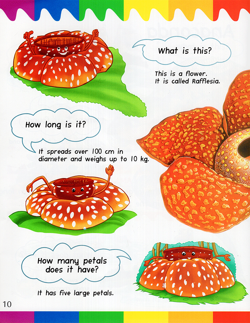 my first questions & answers - rainforest