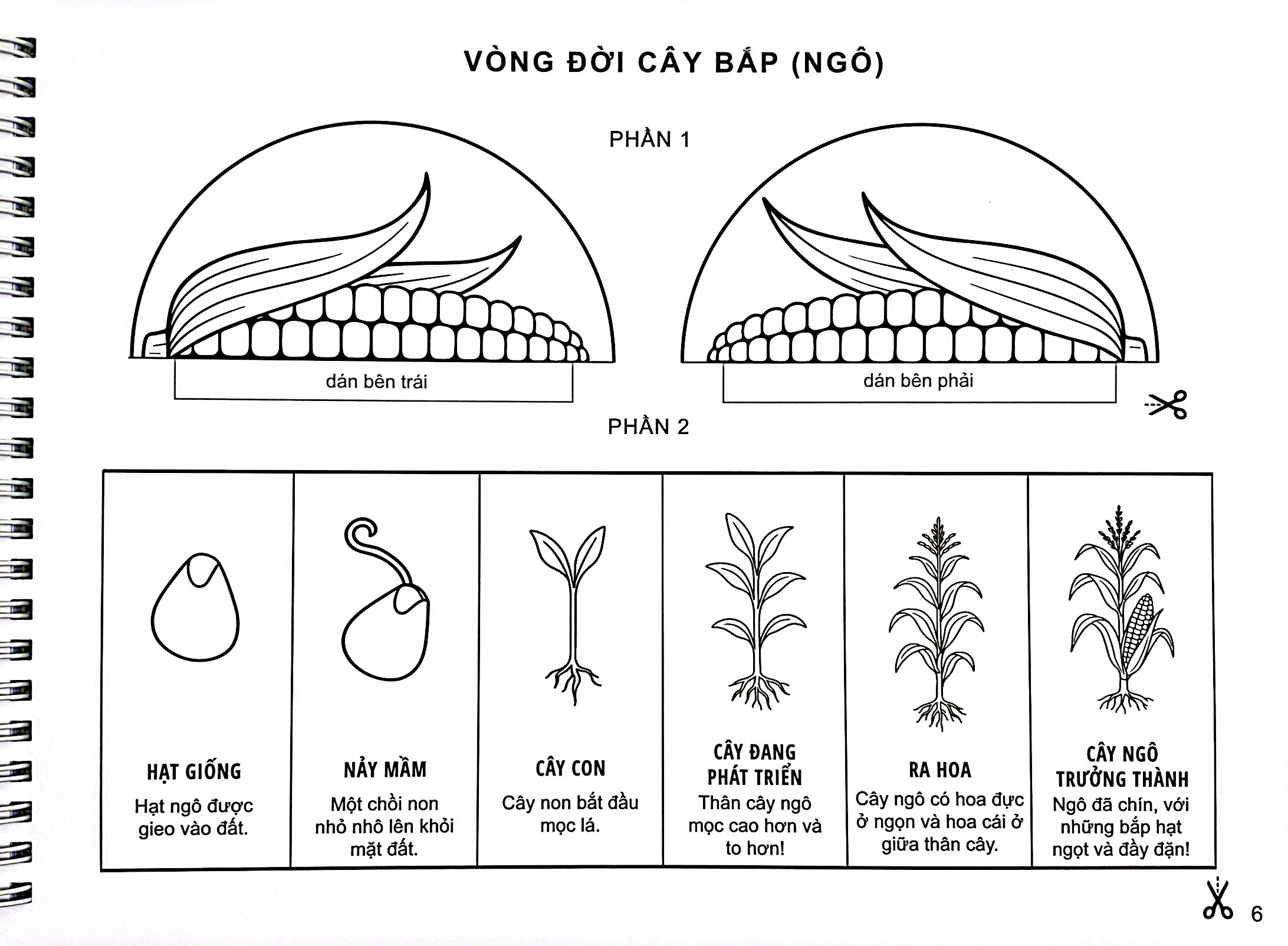 My Life Cycle Activity Book - Vòng Đời Kỳ Diệu - Khám Phá Tự Nhiên Qua Tô Màu, Cắt Dán, Và Gấp