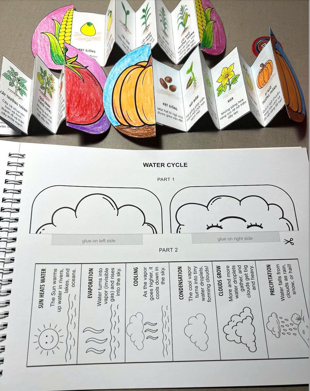 My Life Cycle Activity Book - Vòng Đời Kỳ Diệu - Khám Phá Tự Nhiên Qua Tô Màu, Cắt Dán, Và Gấp