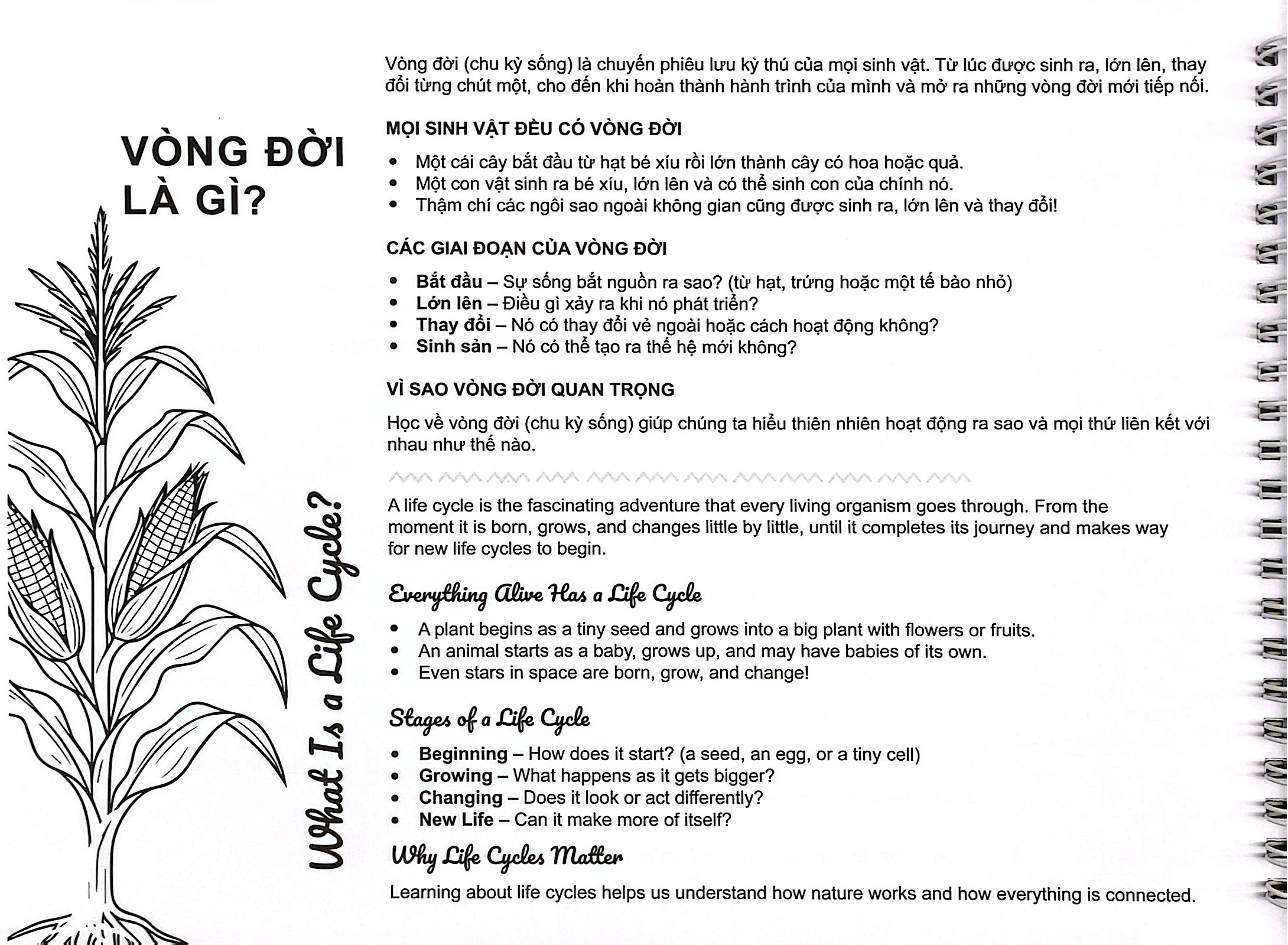 My Life Cycle Activity Book - Vòng Đời Kỳ Diệu - Khám Phá Tự Nhiên Qua Tô Màu, Cắt Dán, Và Gấp