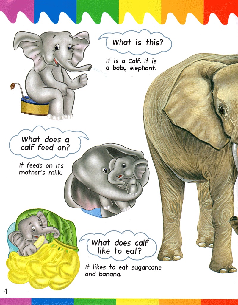 my question and answers - baby animals