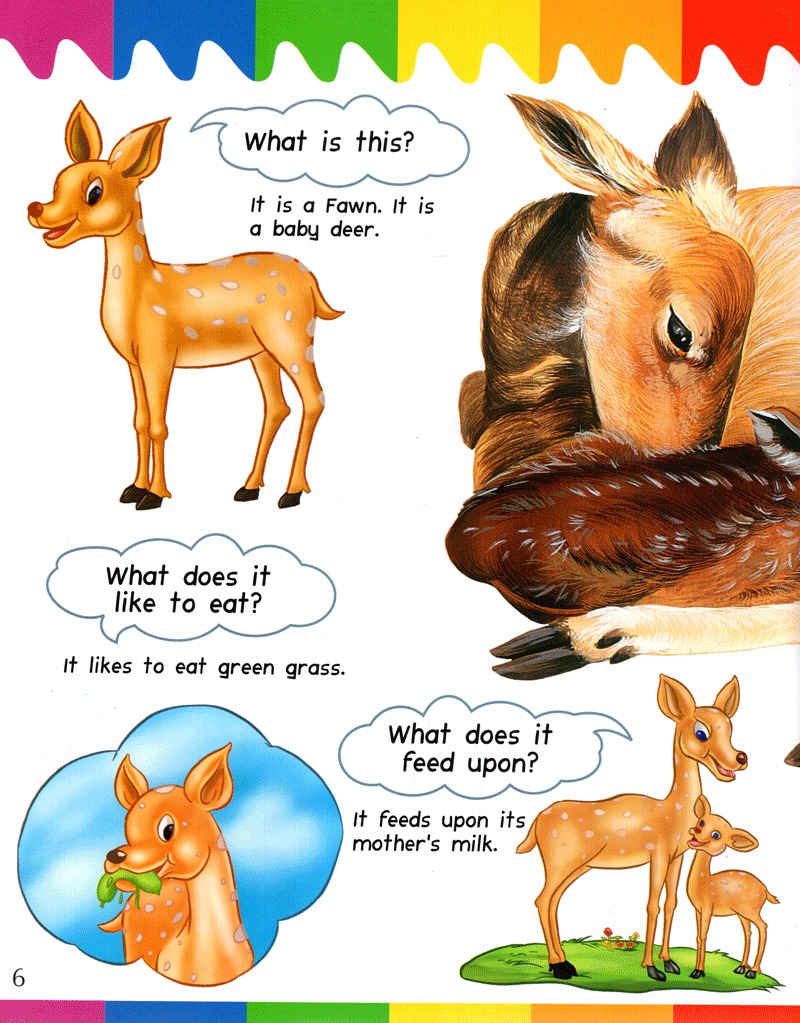 my question and answers - baby animals