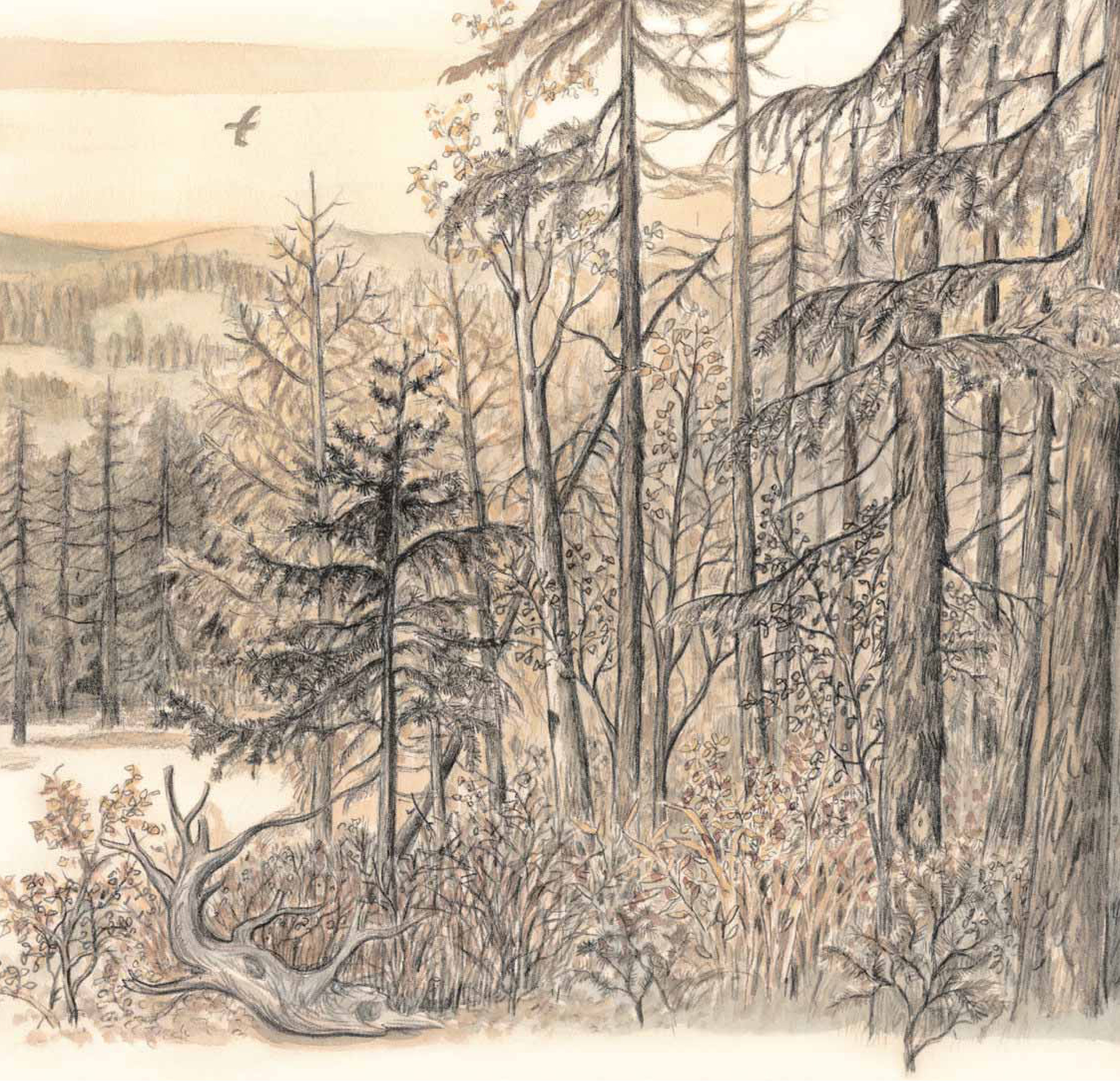 nai sừng tấm và bác thợ săn - bìa cứng