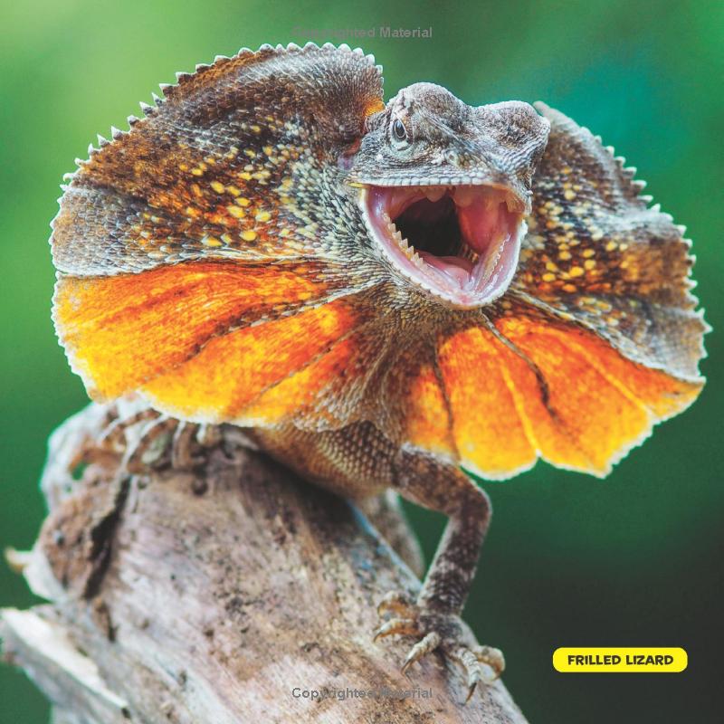 national geographic kids little kids first big book of reptiles and amphibians