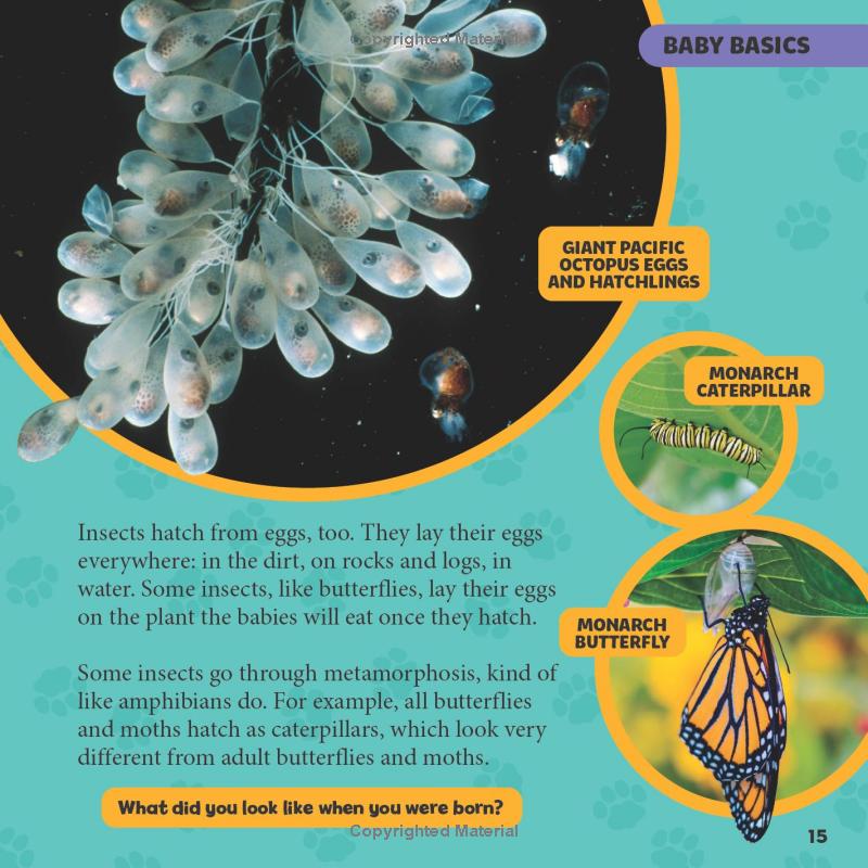 national geographic little kids first big book of baby animals