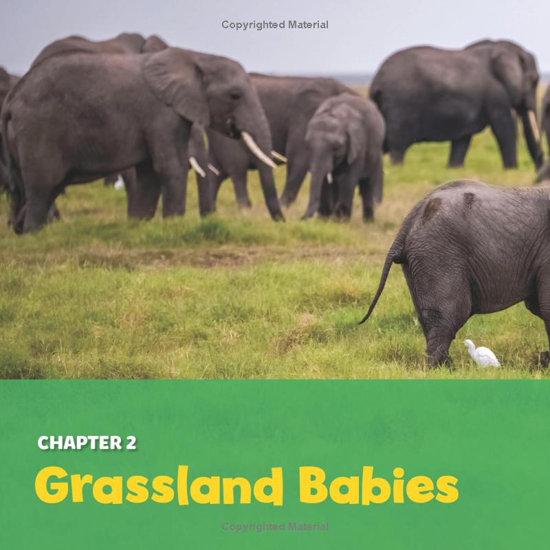 national geographic little kids first big book of baby animals