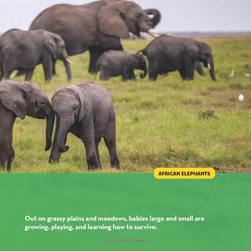 national geographic little kids first big book of baby animals