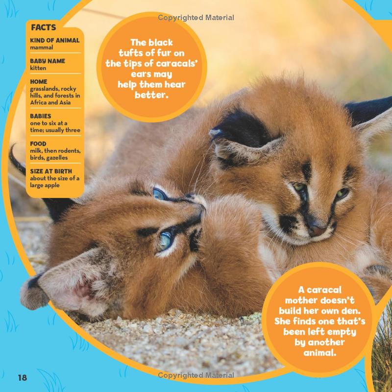 national geographic little kids first big book of baby animals